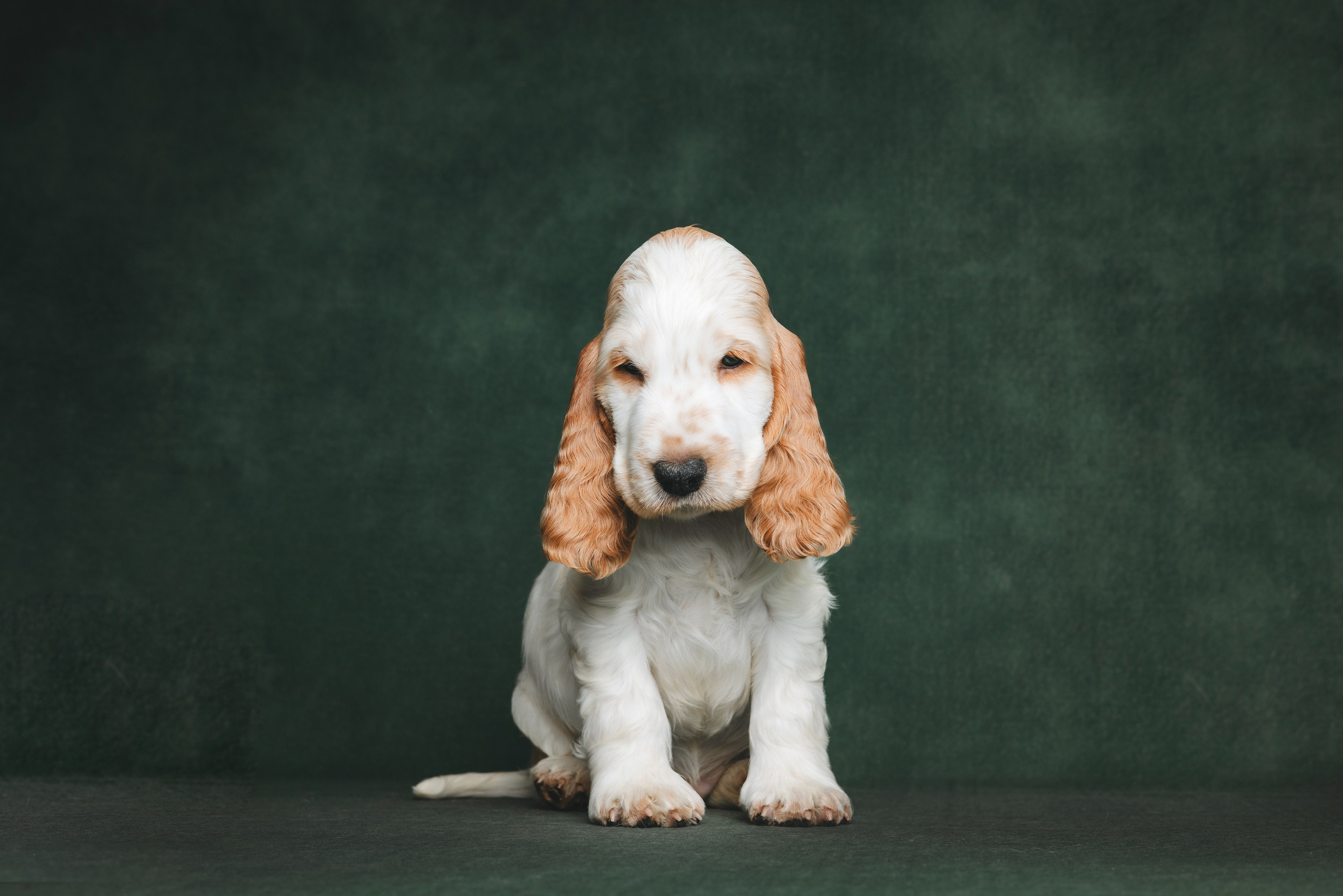Английские коккер-спаниели. Фотограф анималист Осипчикова Мария