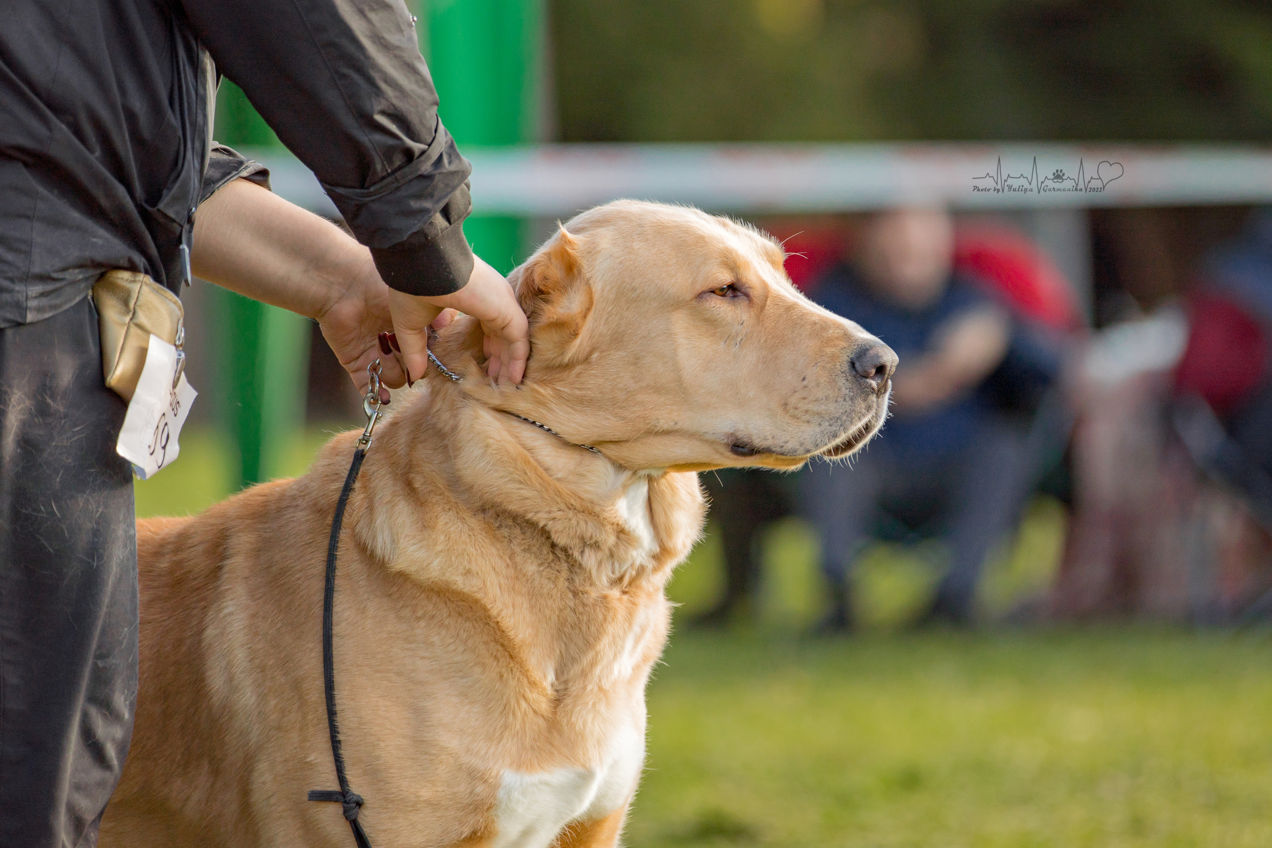 Александрова Слобода моно сао 2.10.2022. Фотограф-анималист Юлия Германика