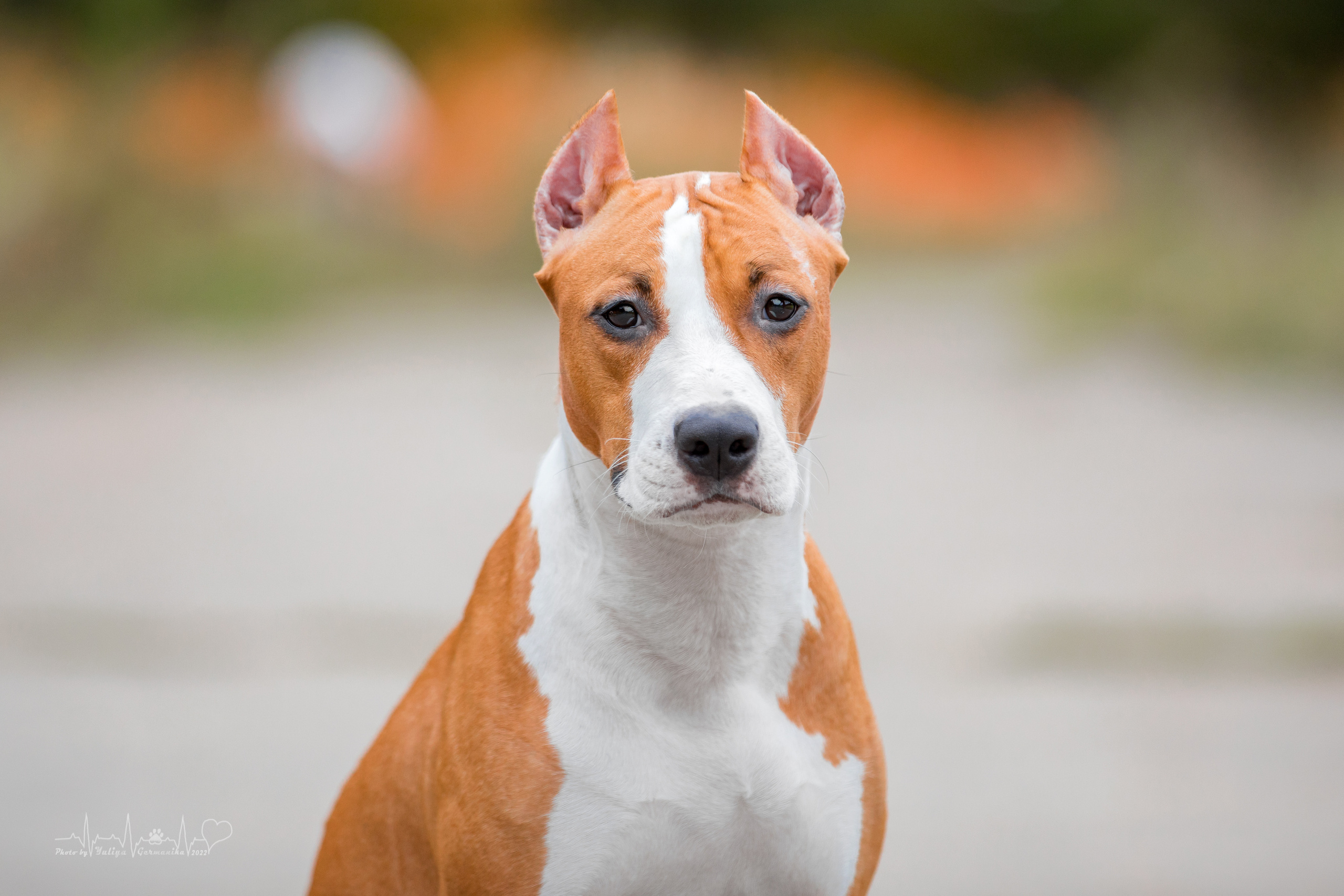 Тверь ЧРКФ 18.09.2022. Фотограф-анималист Юлия Германика