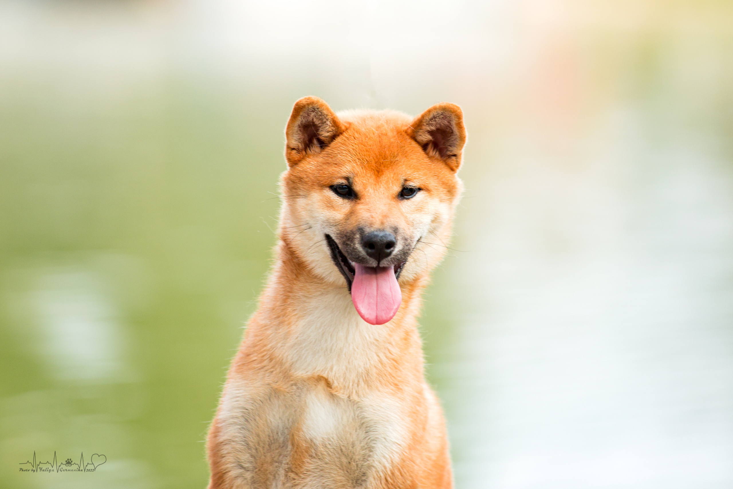 Сокольники 21.08,Сергиев Посад 27-28.08 2022. Фотограф-анималист Юлия Германика