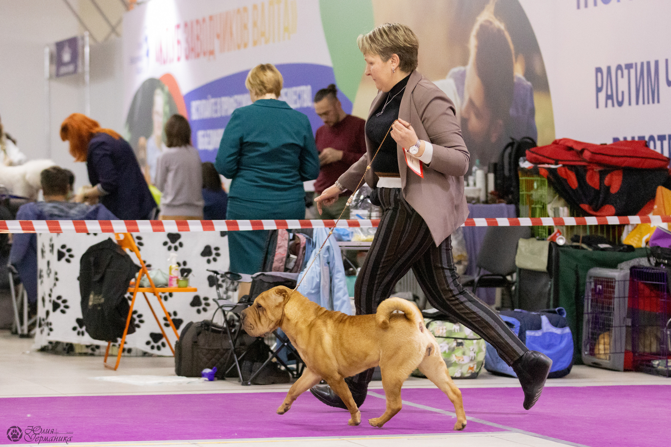 Чайна-Таун 3 и 12.11.2022. Фотограф-анималист Юлия Германика