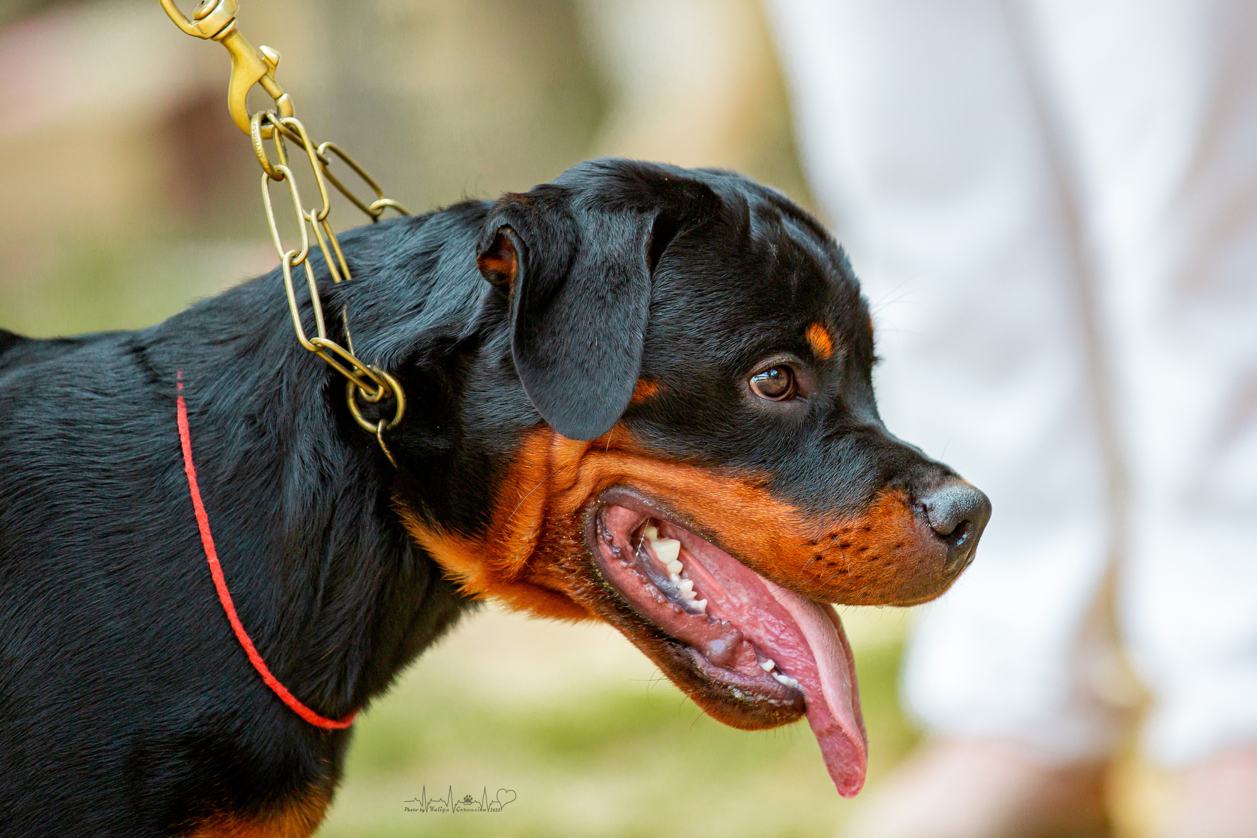Ховрино фестиваль монопородок 14.08.2022. Фотограф-анималист Юлия Германика