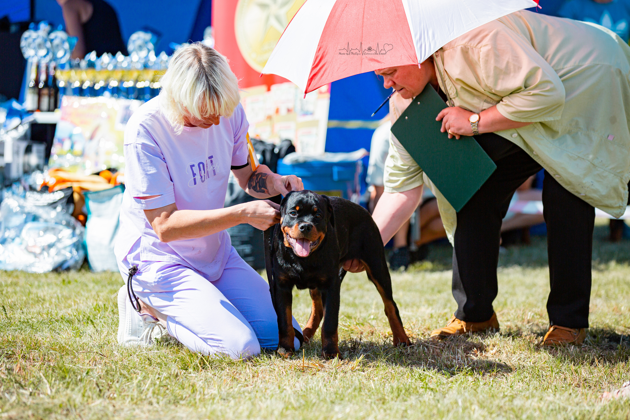 Рязань моно ротвейлеров 13.08.2022. Фотограф-анималист Юлия Германика