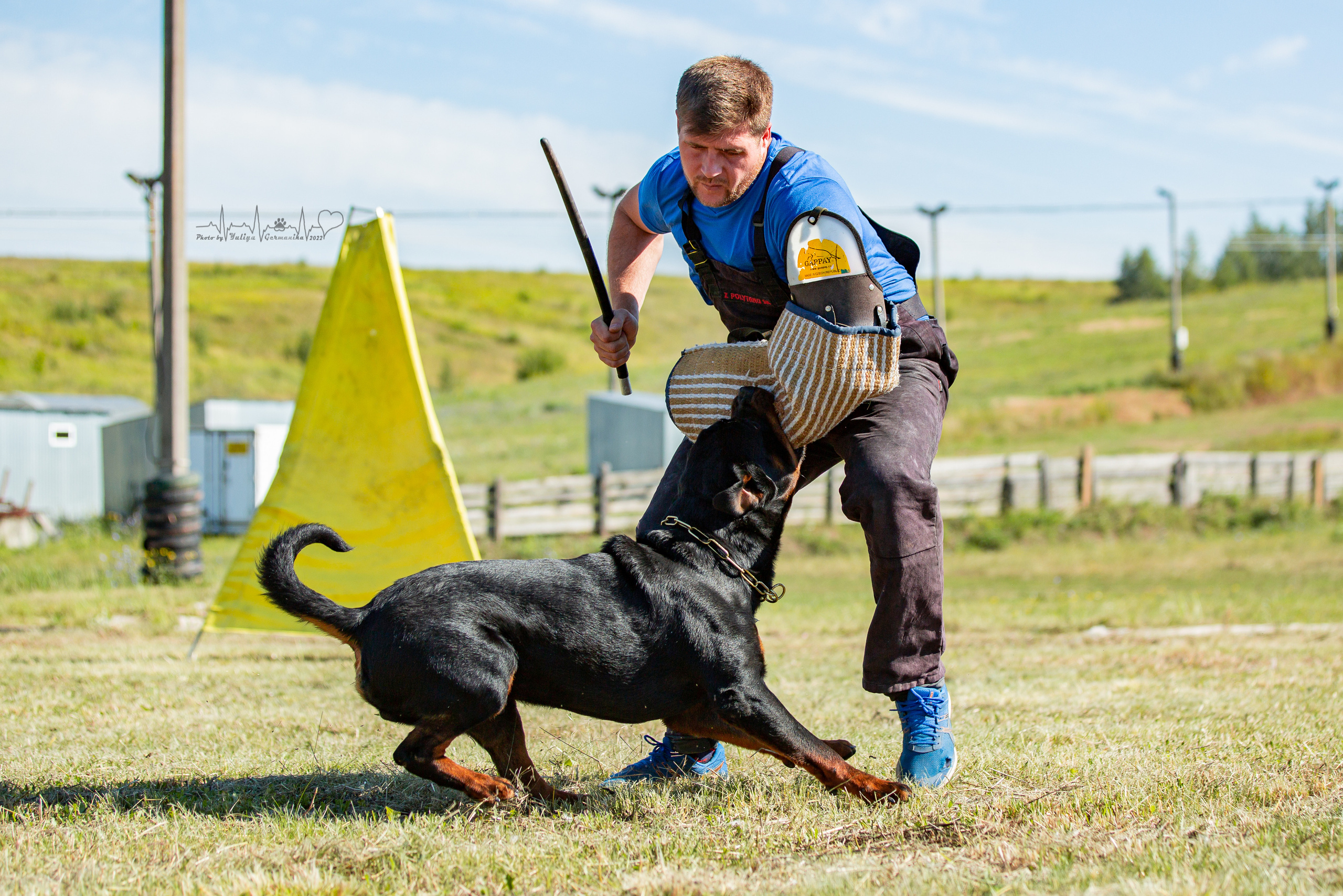 Рязань моно ротвейлеров 13.08.2022. Фотограф-анималист Юлия Германика