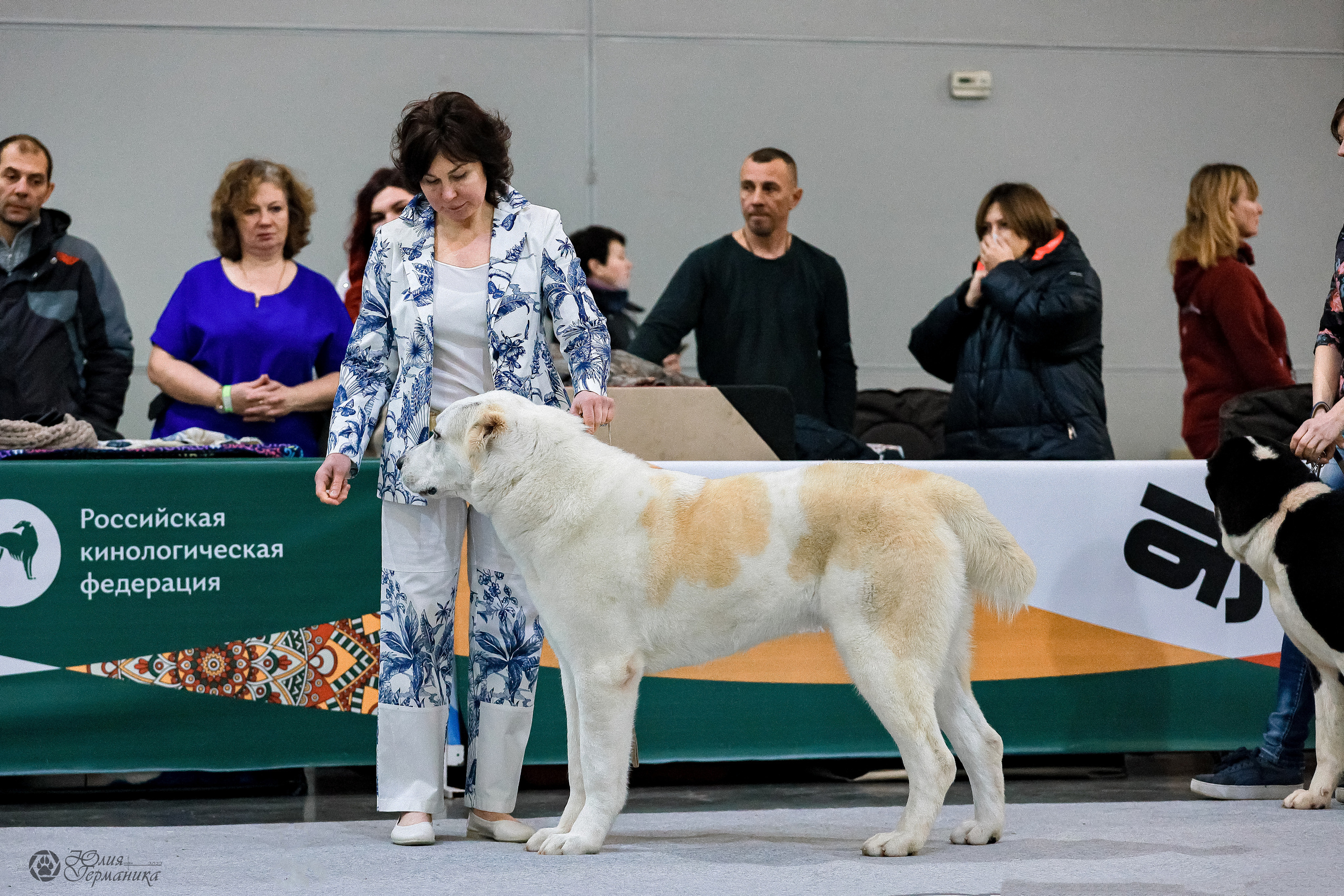 Россия 2020-2022 26-27.11.2022. Фотограф-анималист Юлия Германика