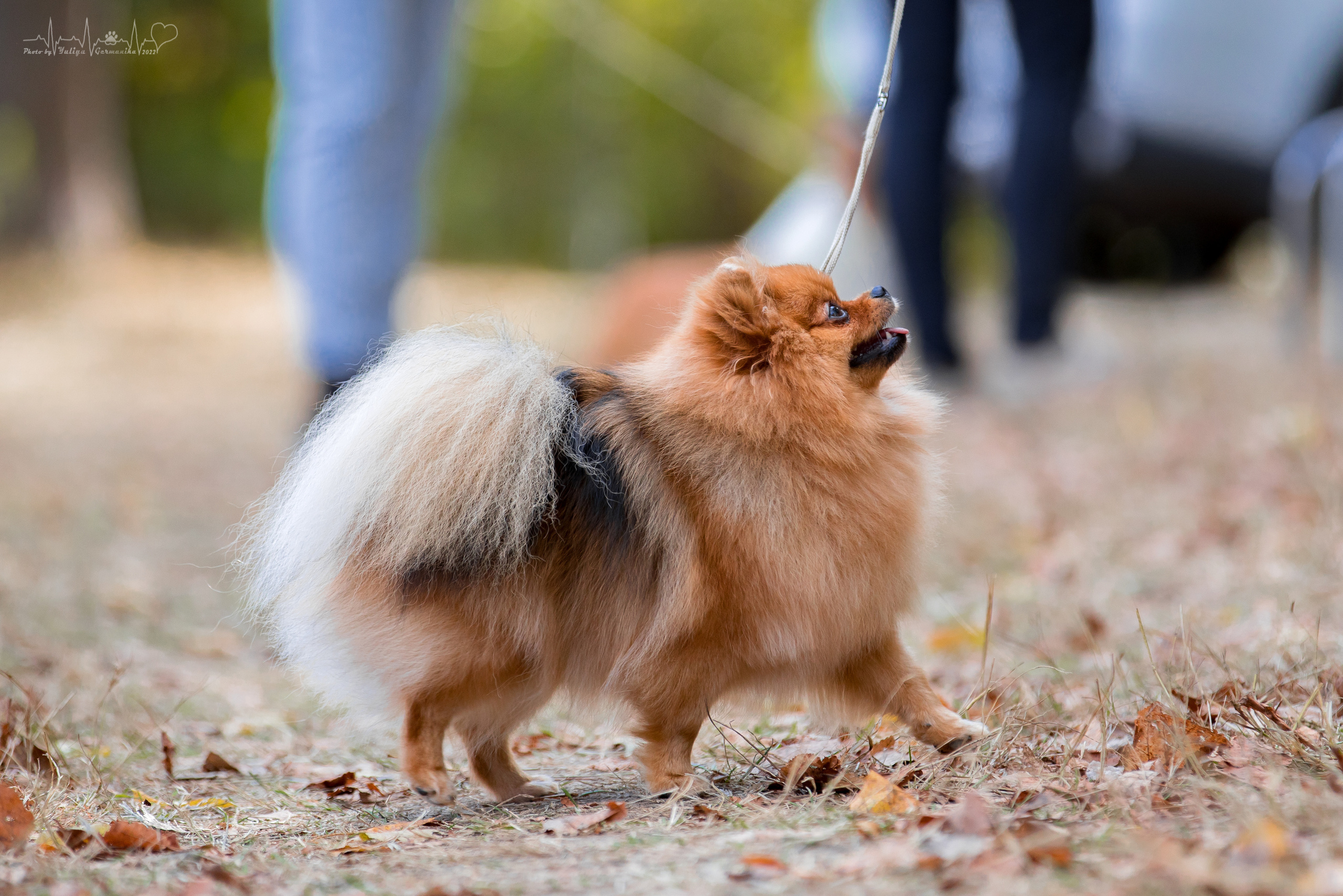 Пушкино ЧРКФ 17.09.2022. Фотограф-анималист Юлия Германика