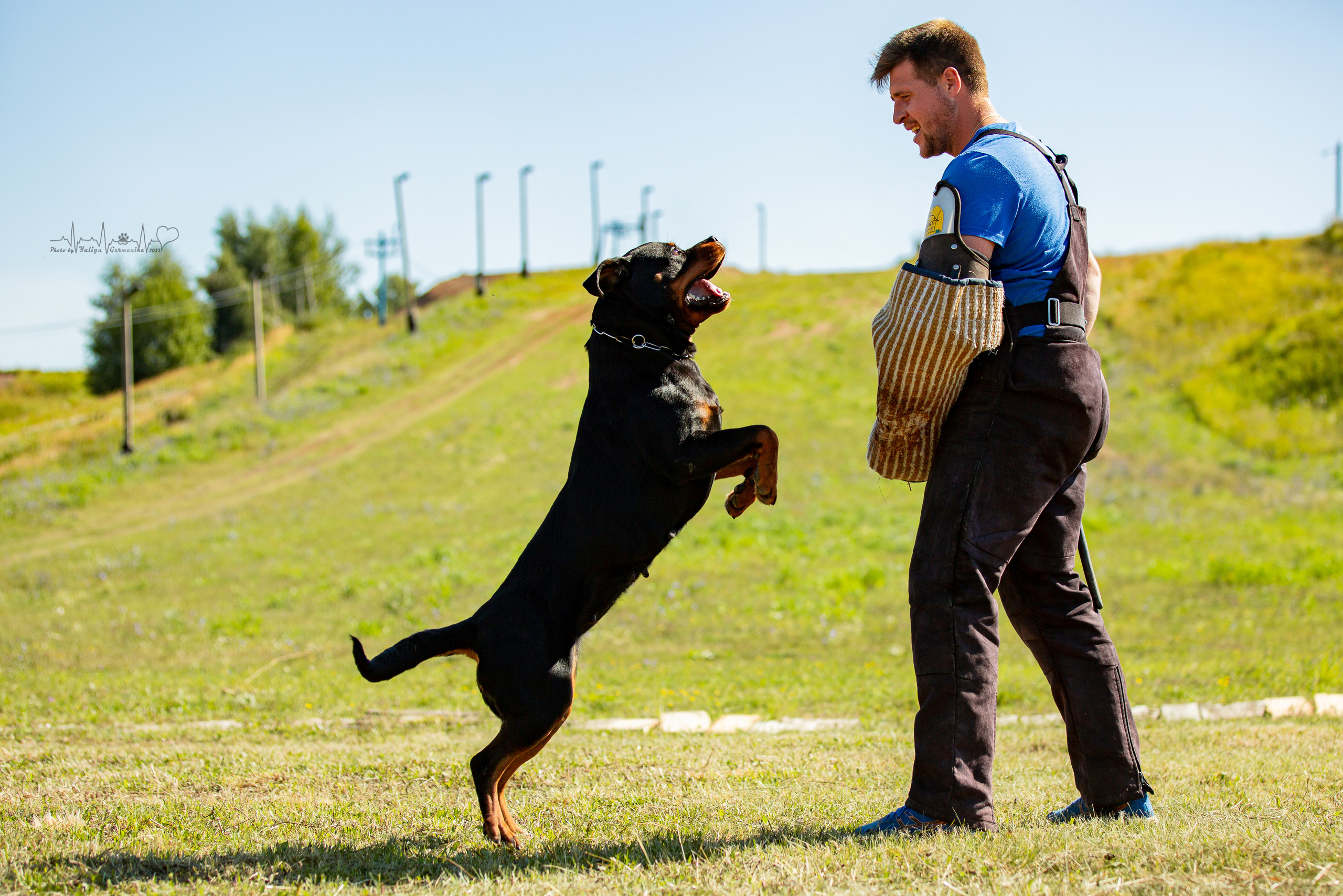 Рязань моно ротвейлеров 13.08.2022. Фотограф-анималист Юлия Германика