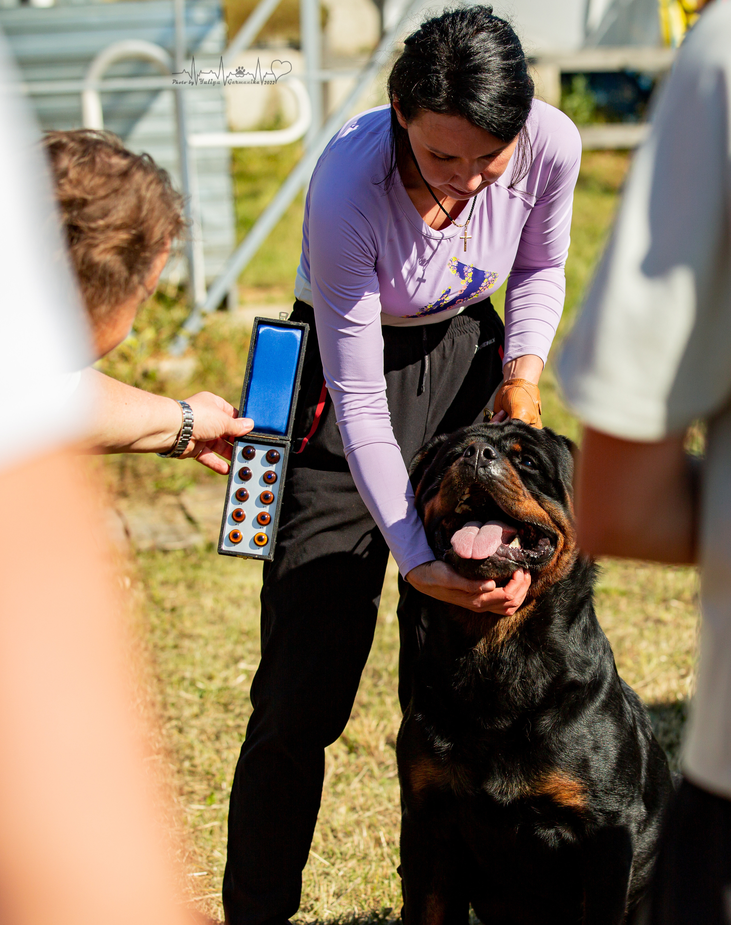 Рязань моно ротвейлеров 13.08.2022. Фотограф-анималист Юлия Германика