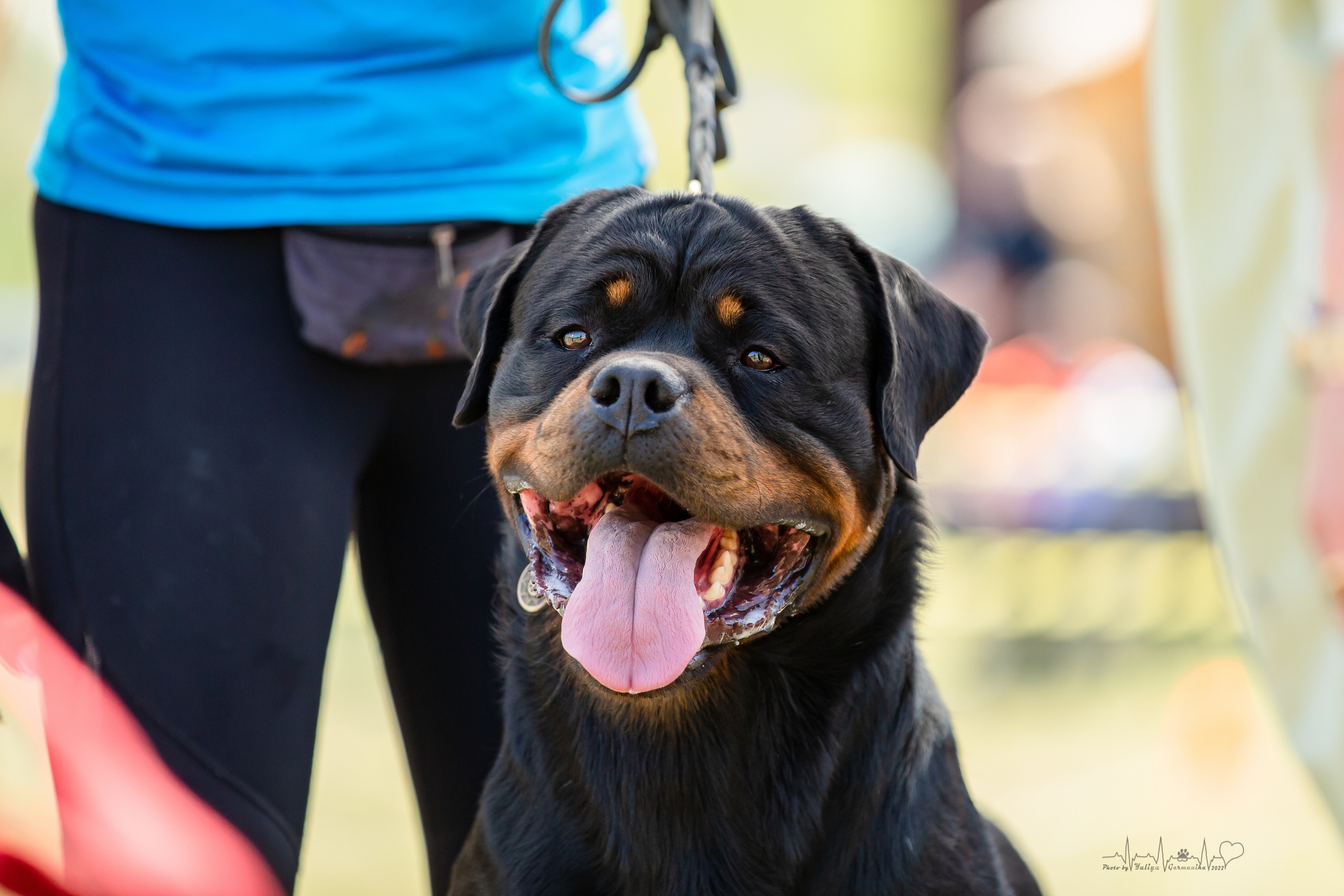Рязань моно ротвейлеров 13.08.2022. Фотограф-анималист Юлия Германика