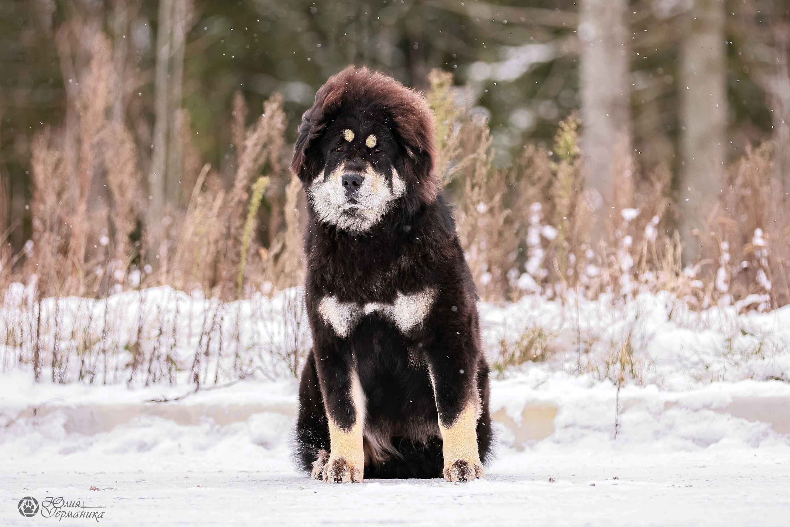 Минск 19-20.11.2022. Фотограф-анималист Юлия Германика