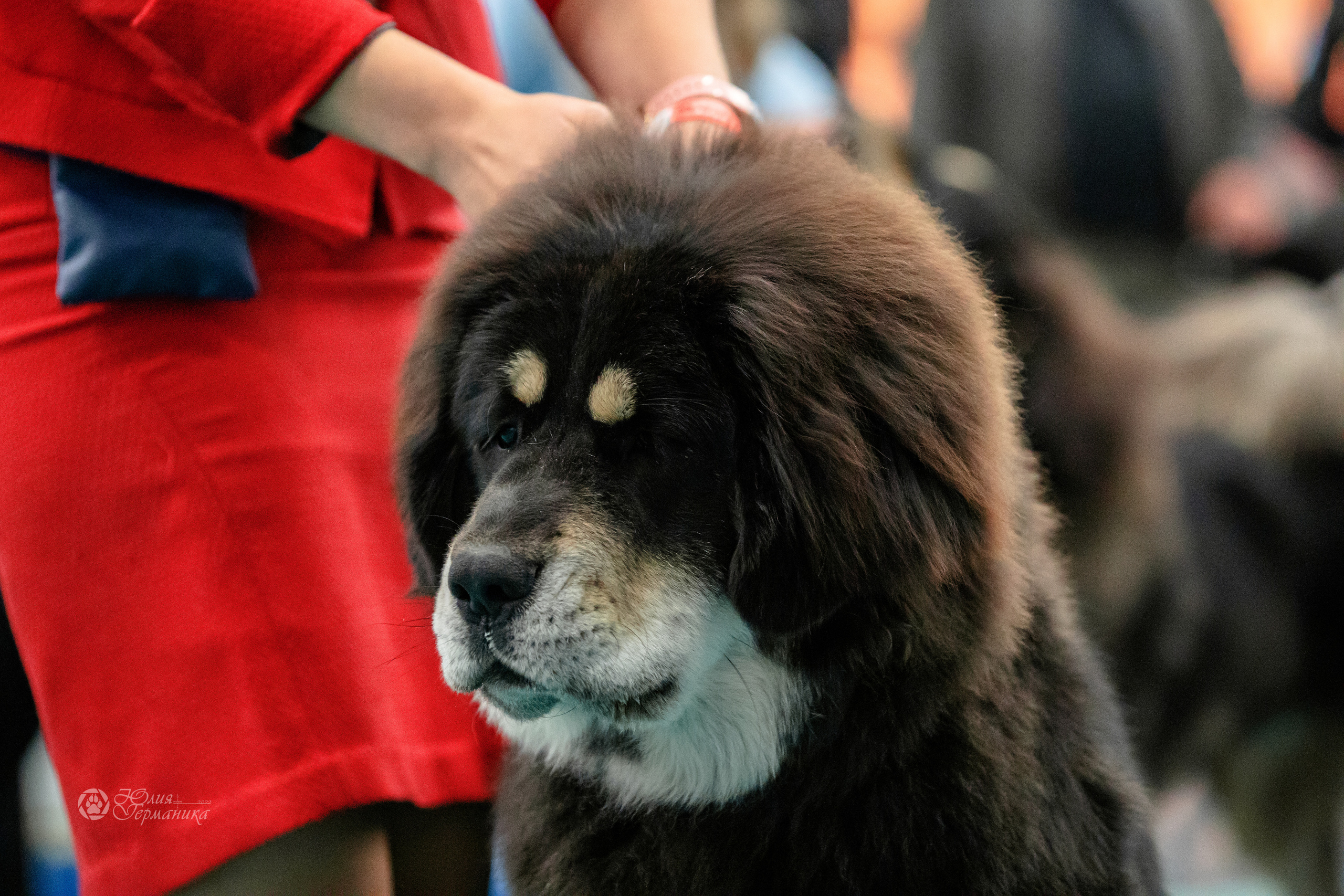 Нижний Новгород 15-16.10.2022. Фотограф-анималист Юлия Германика