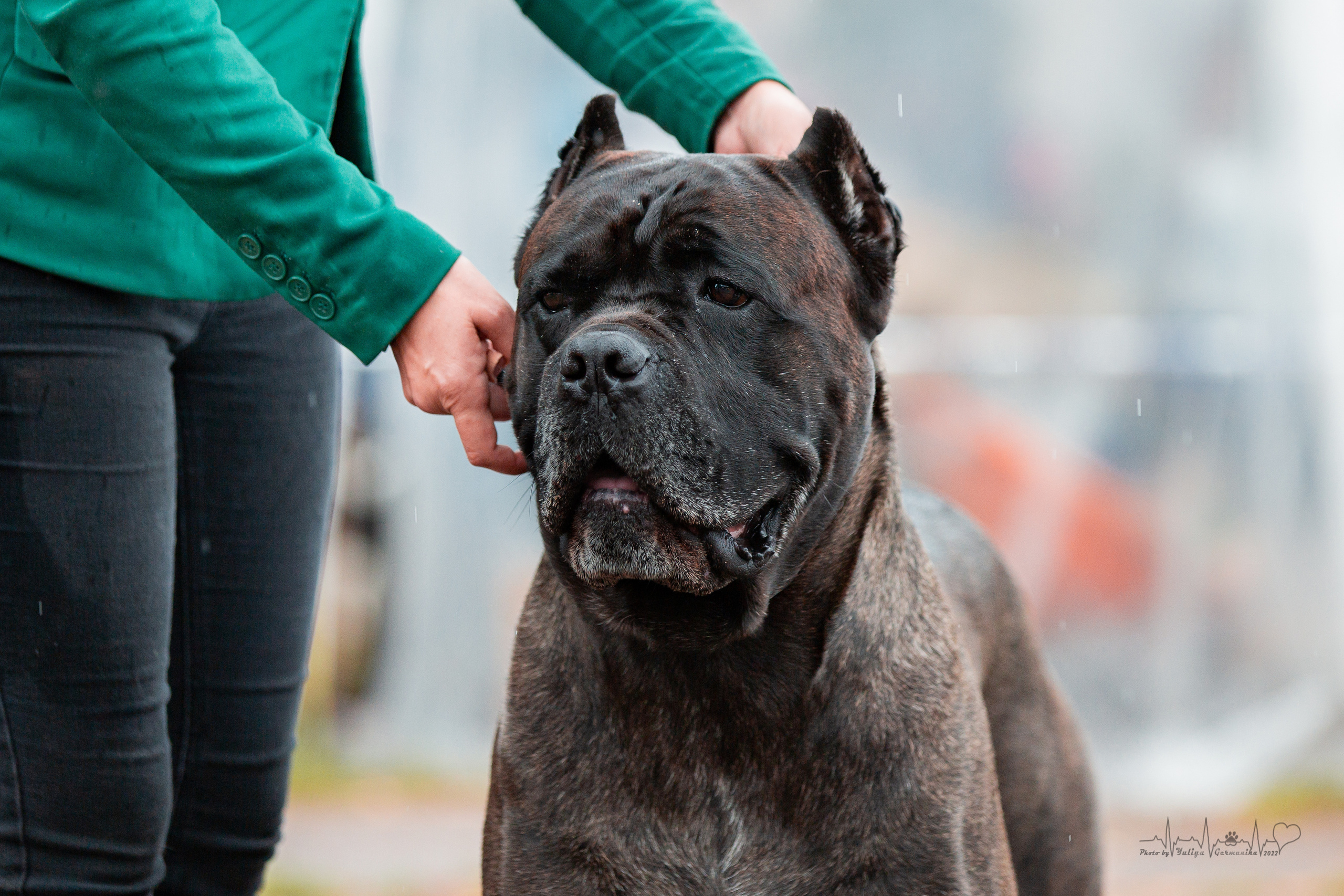 Ховрино 31.07,Чайна-Таун 6.08,Тверь 7.08. Фотограф-анималист Юлия Германика