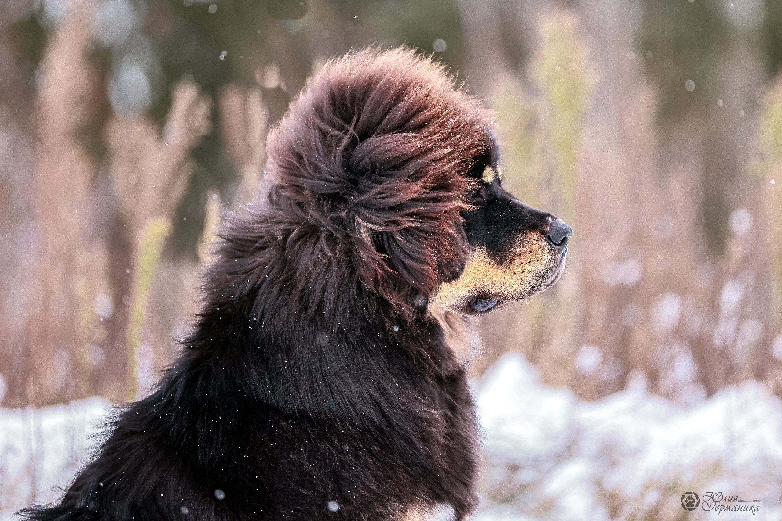Минск 19-20.11.2022. Фотограф-анималист Юлия Германика