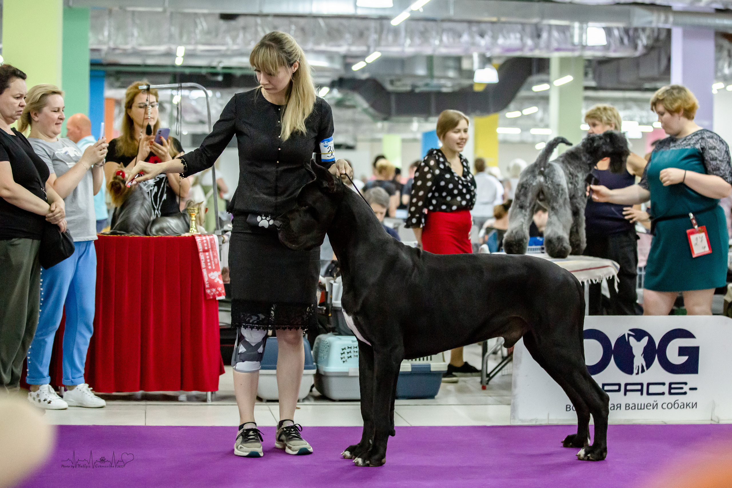 Ховрино 31.07,Чайна-Таун 6.08,Тверь 7.08. Фотограф-анималист Юлия Германика