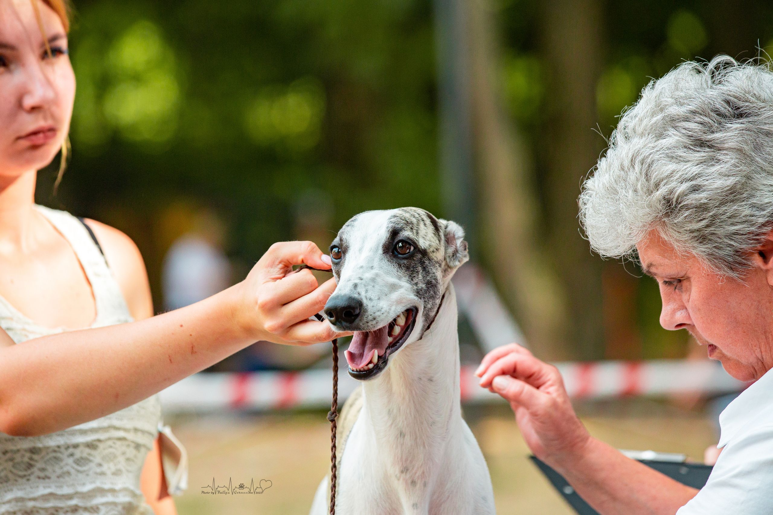 Ховрино фестиваль монопородок 14.08.2022. Фотограф-анималист Юлия Германика