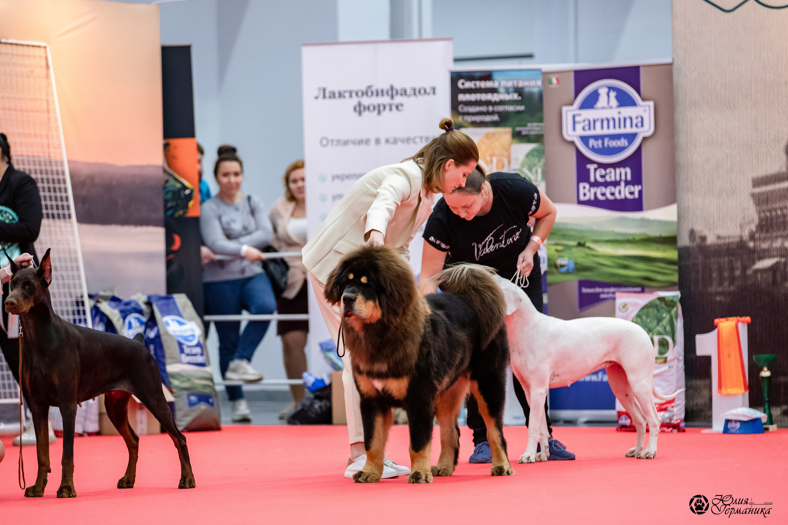 Нижний Новгород 15-16.10.2022. Фотограф-анималист Юлия Германика
