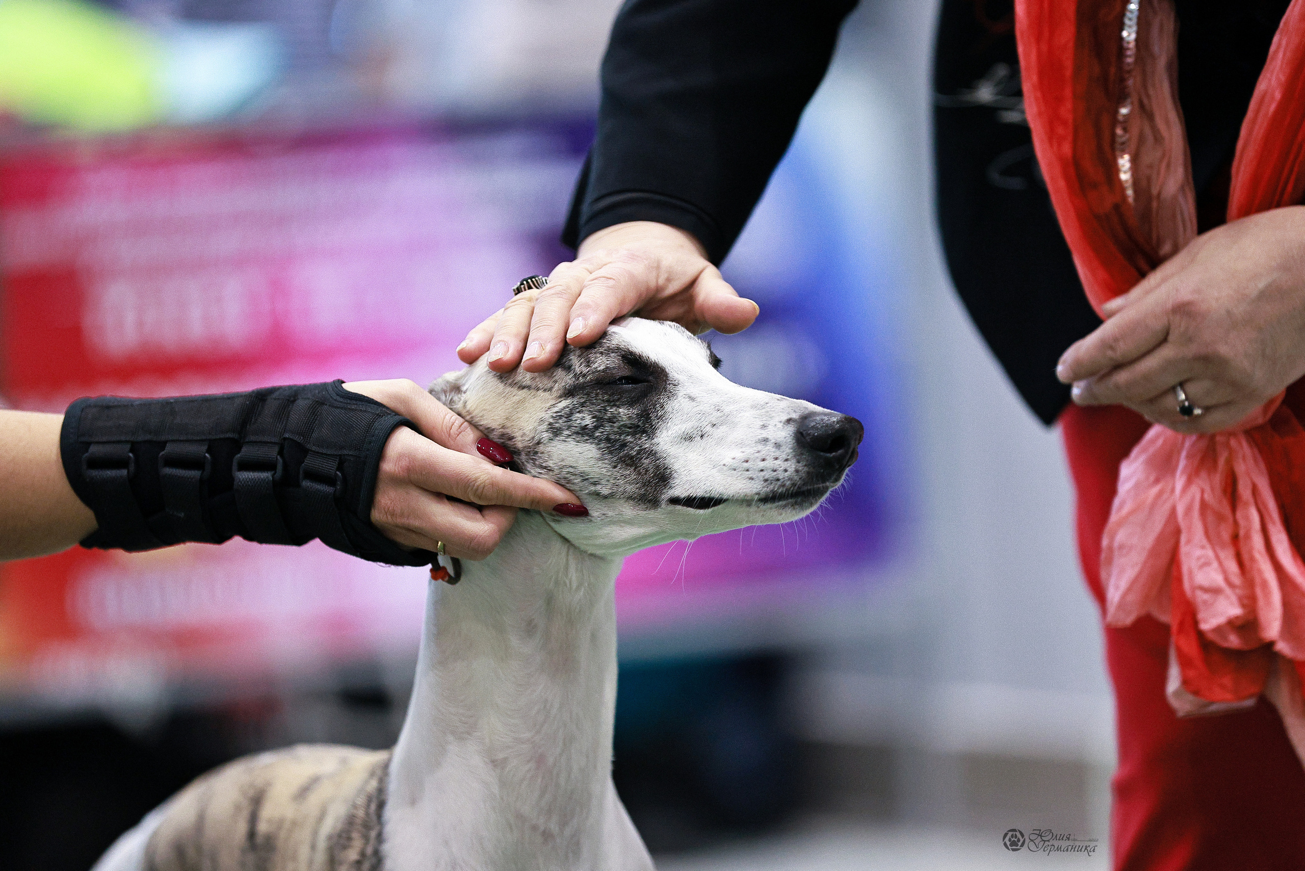 Минск 19-20.11.2022. Фотограф-анималист Юлия Германика