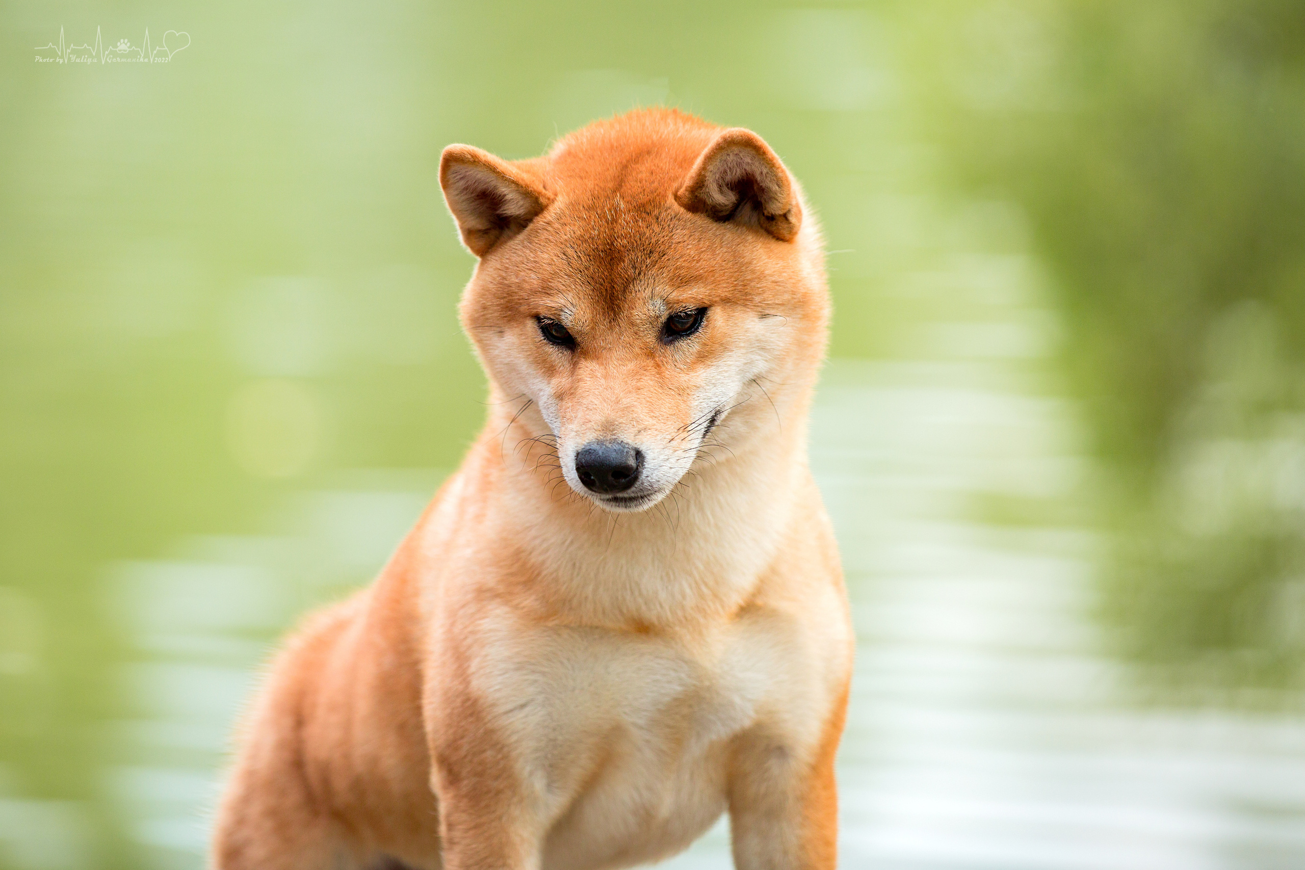 Сокольники 21.08,Сергиев Посад 27-28.08 2022. Фотограф-анималист Юлия Германика
