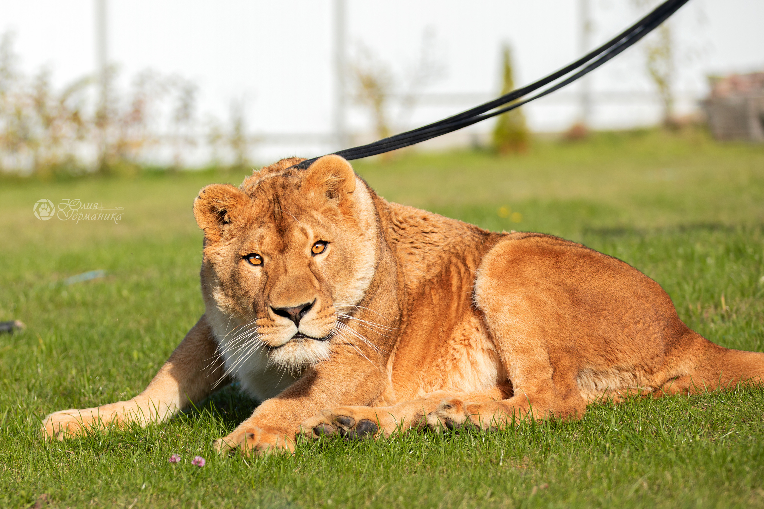 Герда(львица). Фотограф-анималист Юлия Германика