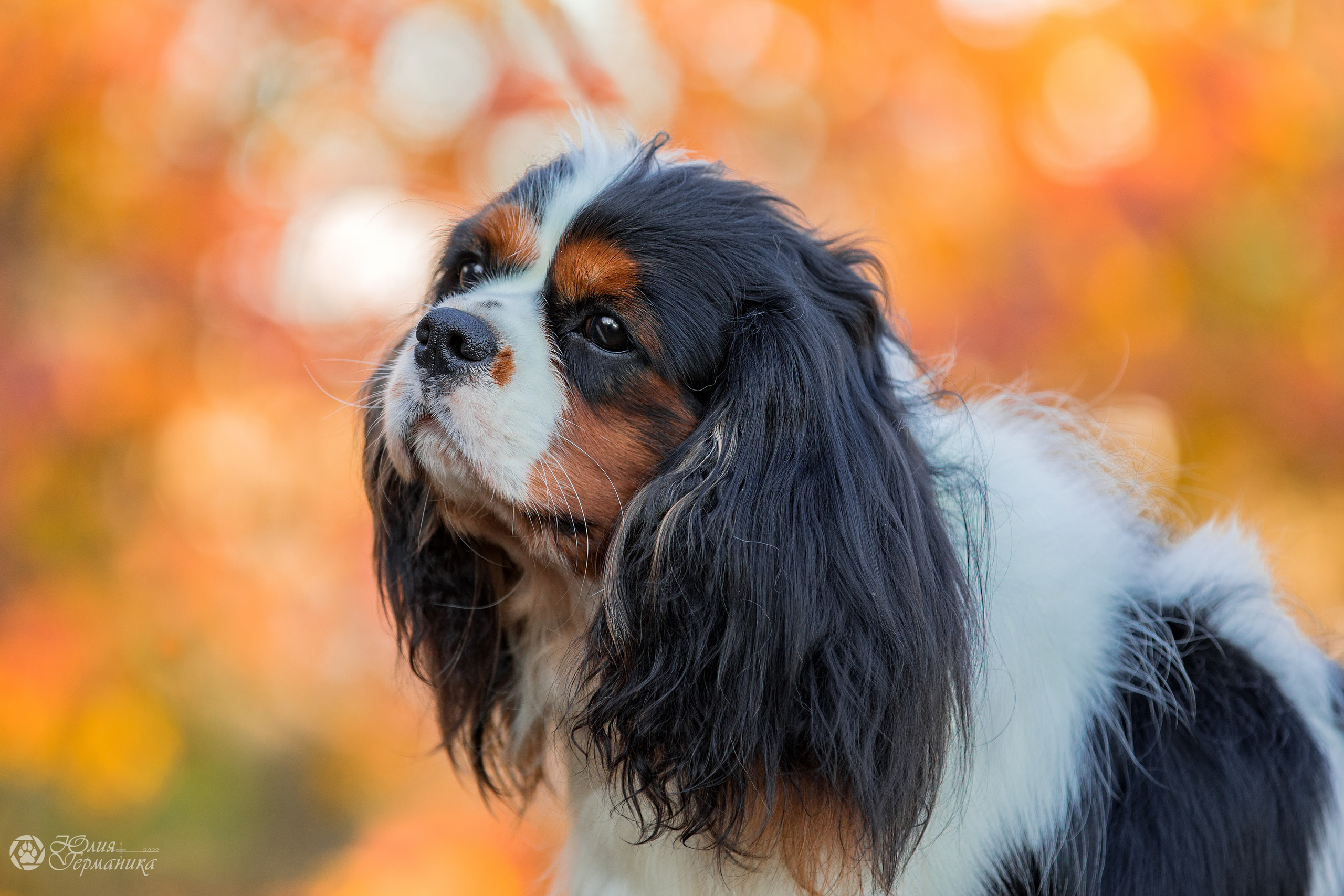 Свободная съемка. Фотограф-анималист Юлия Германика