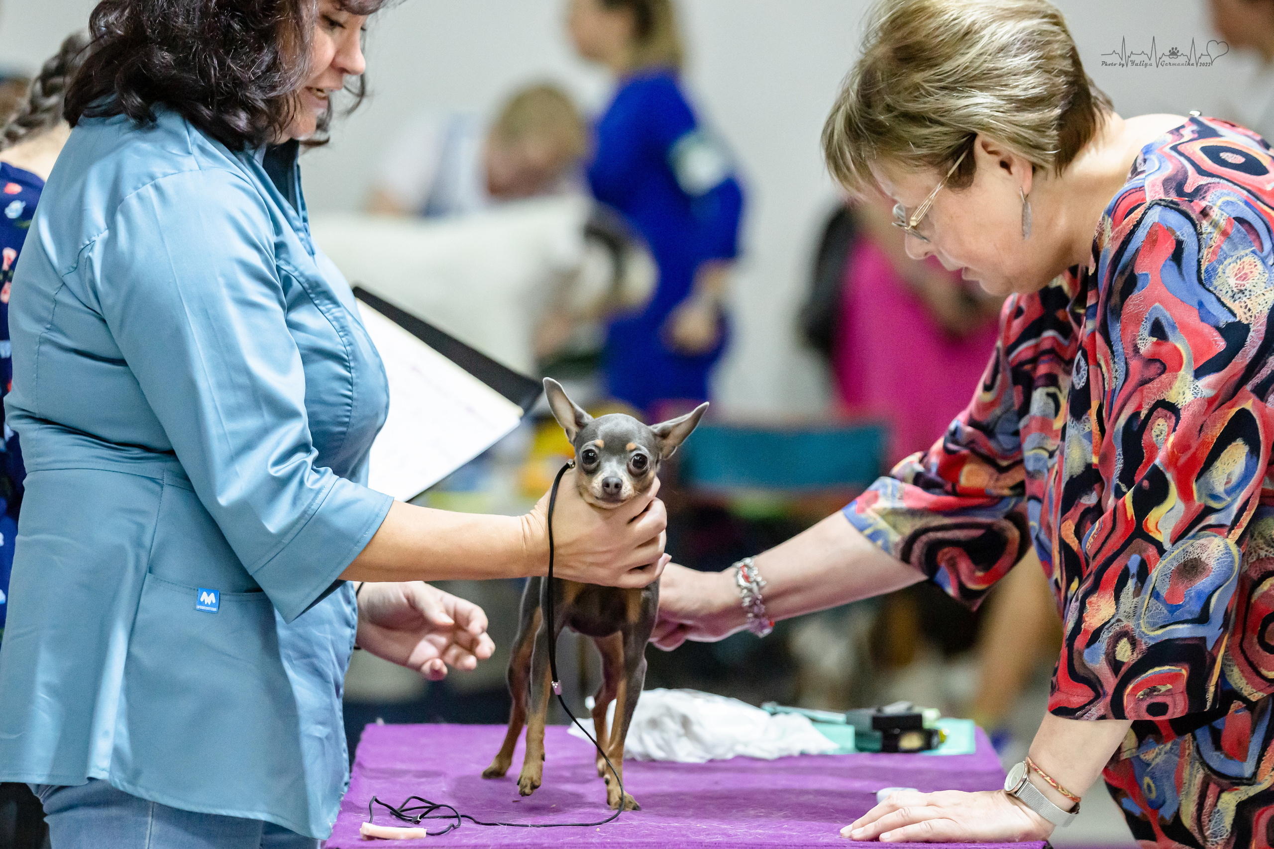 Ховрино 31.07,Чайна-Таун 6.08,Тверь 7.08. Фотограф-анималист Юлия Германика