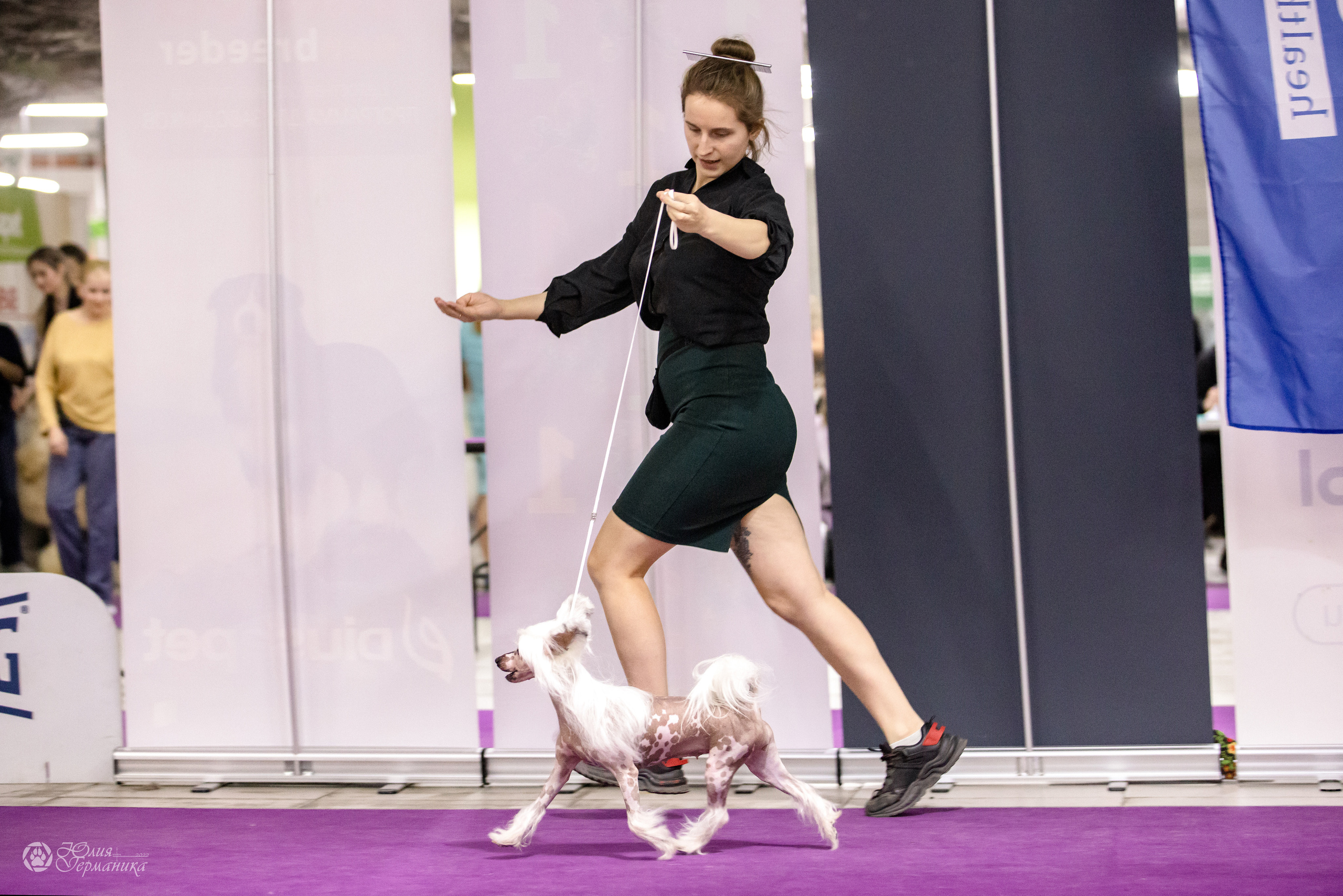 Чайна-Таун 3 и 12.11.2022. Фотограф-анималист Юлия Германика