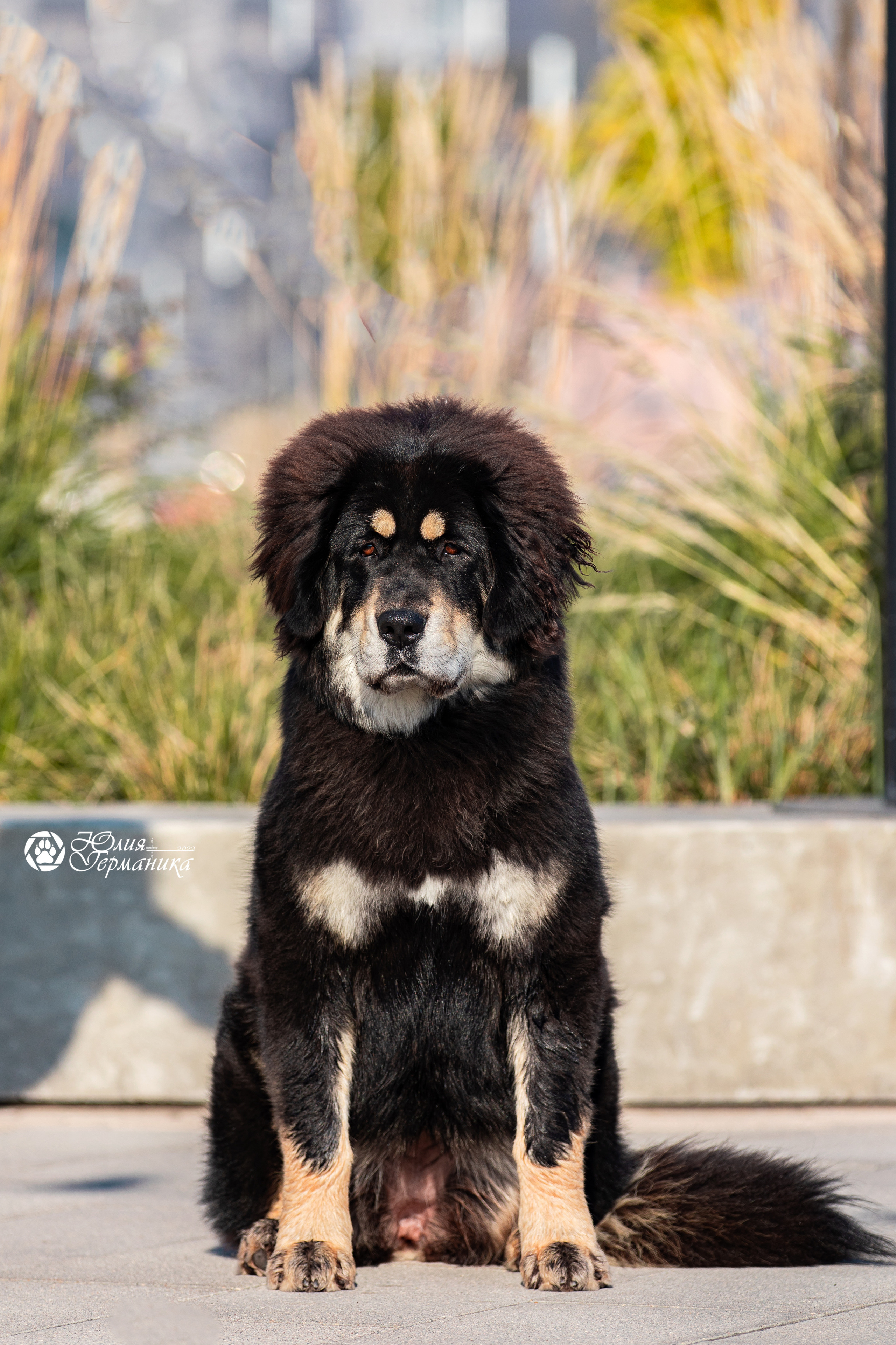 Нижний Новгород 15-16.10.2022. Фотограф-анималист Юлия Германика