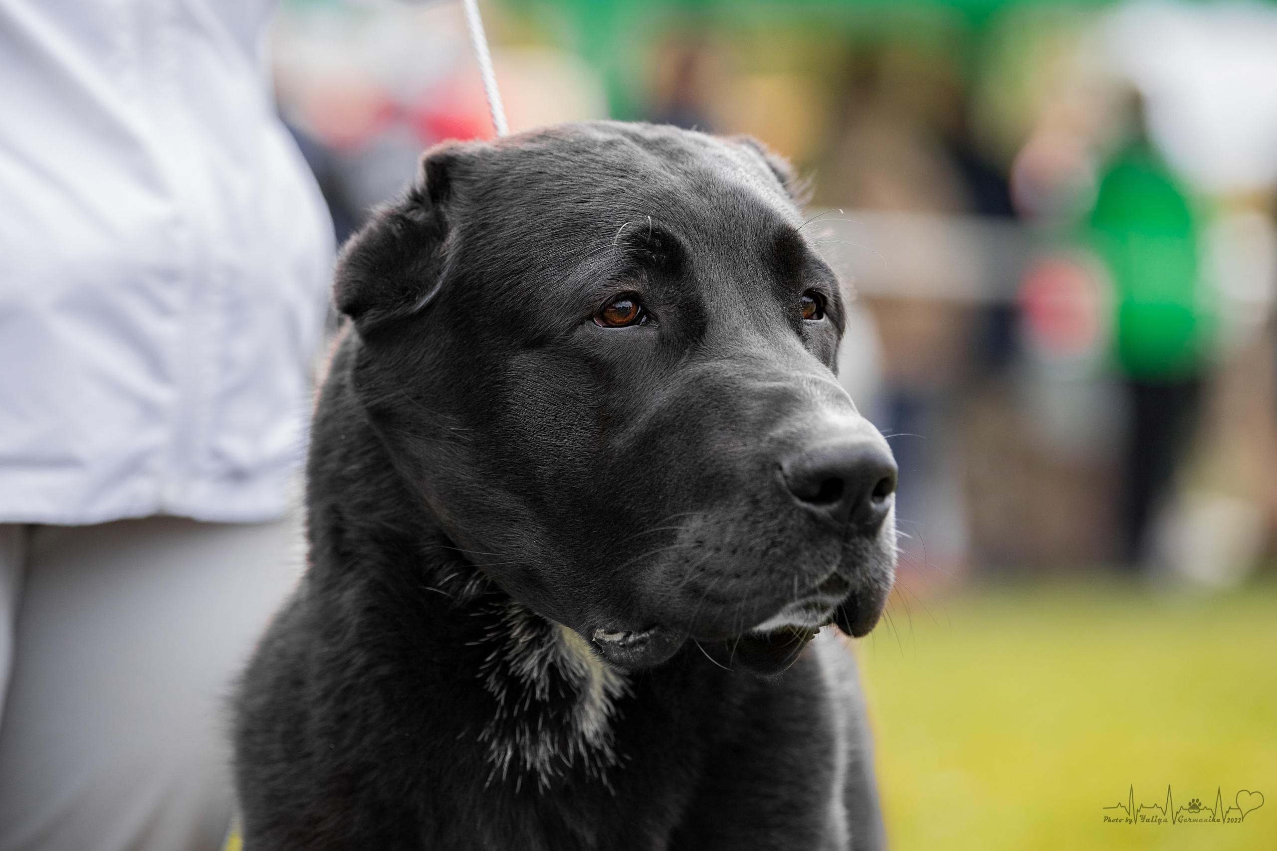 Александрова Слобода моно сао 2.10.2022. Фотограф-анималист Юлия Германика