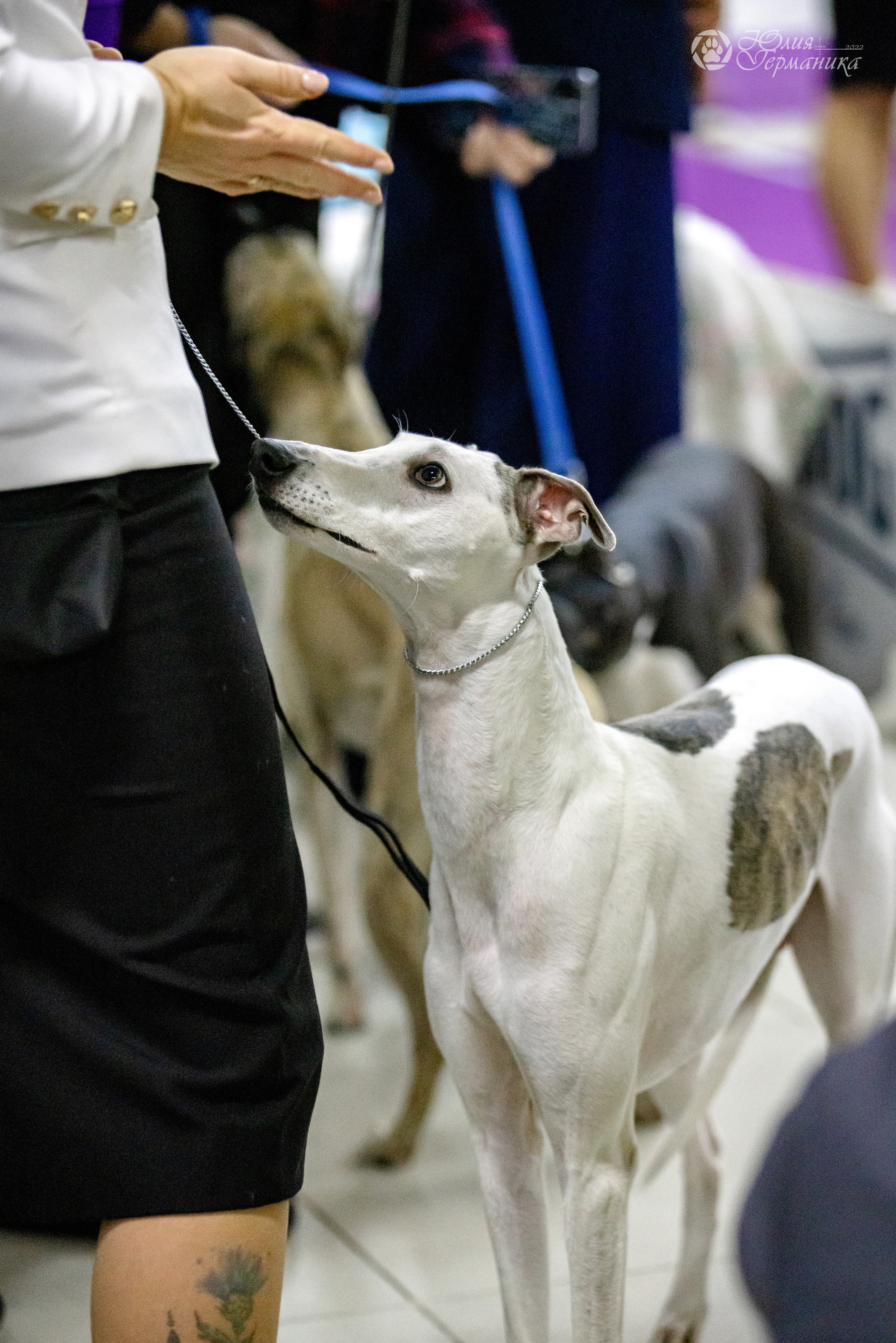 Чайна-Таун 3 и 12.11.2022. Фотограф-анималист Юлия Германика