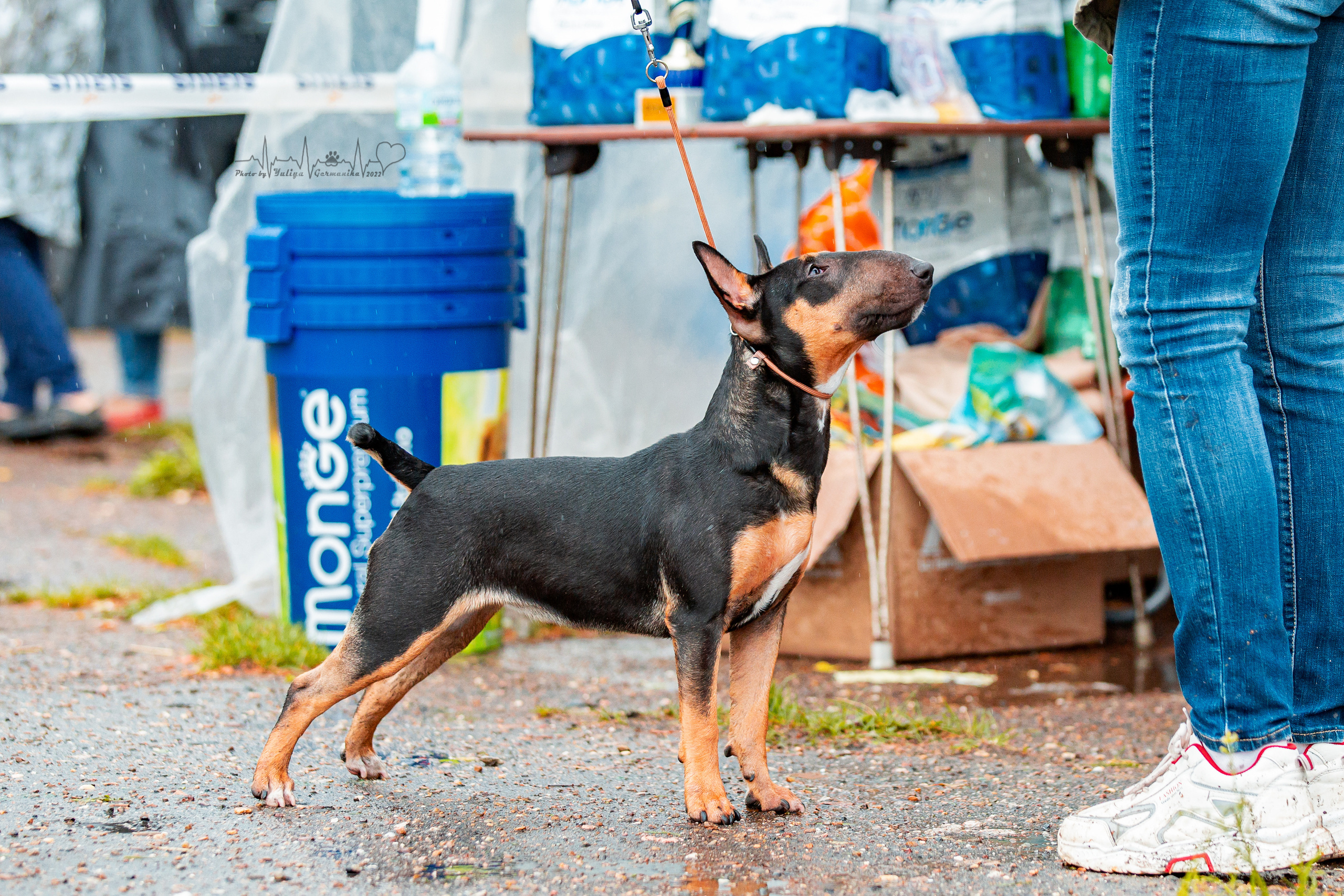 Ховрино 31.07,Чайна-Таун 6.08,Тверь 7.08. Фотограф-анималист Юлия Германика