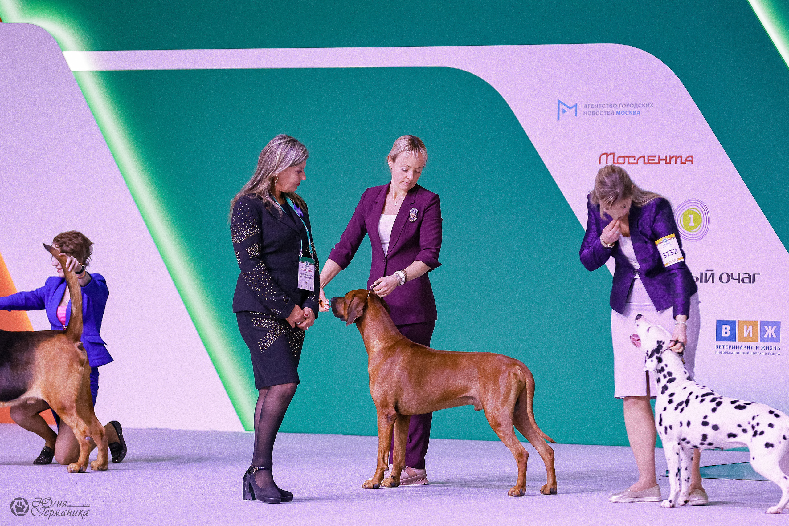 Россия 2020-2022 26-27.11.2022. Фотограф-анималист Юлия Германика