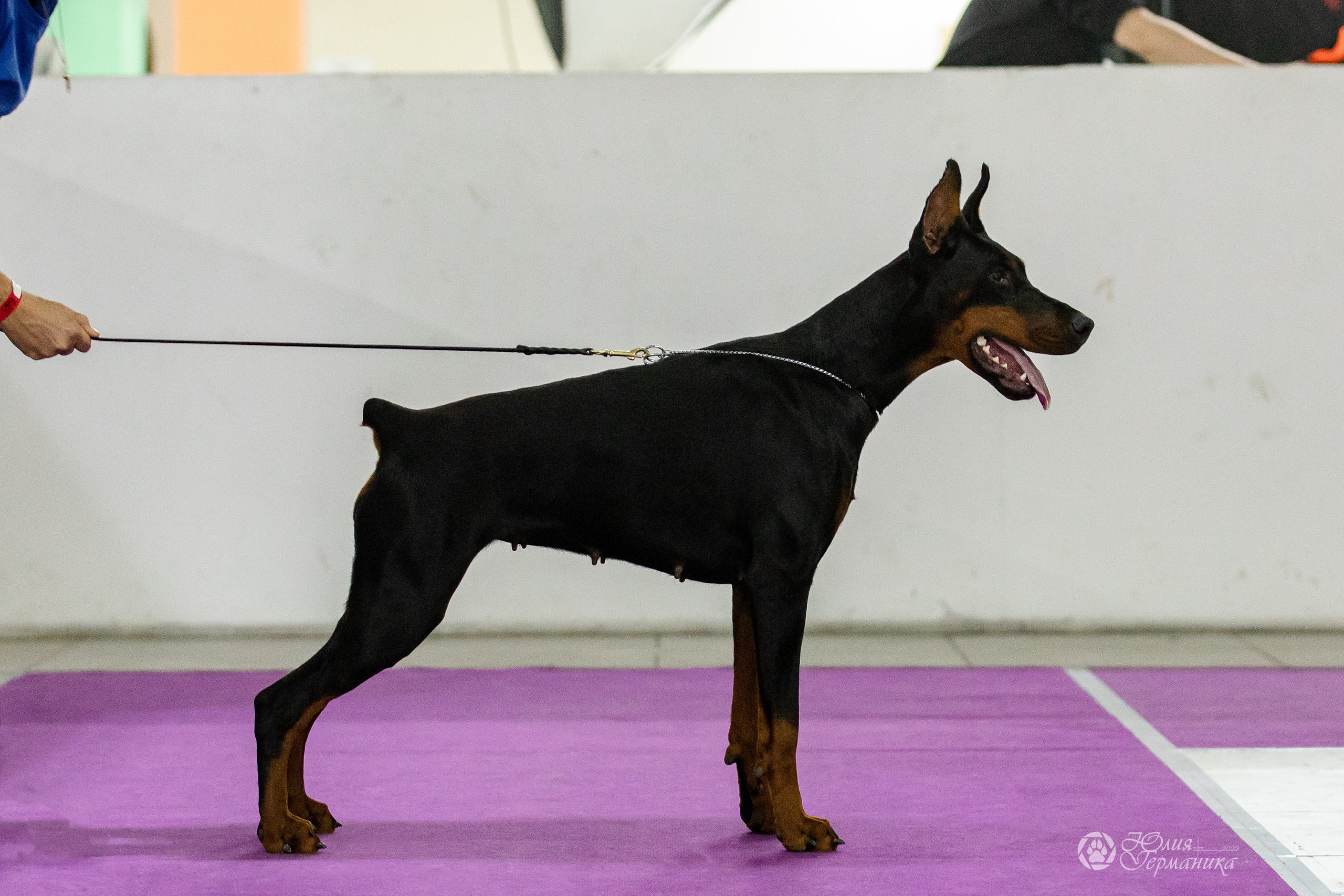 Чайна-Таун 29-30.10.2022. Фотограф-анималист Юлия Германика