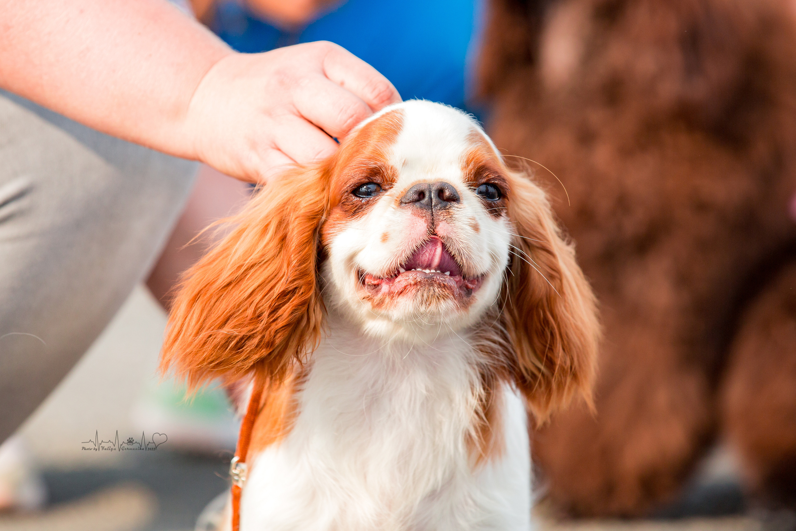 Сокольники 21.08,Сергиев Посад 27-28.08 2022. Фотограф-анималист Юлия Германика