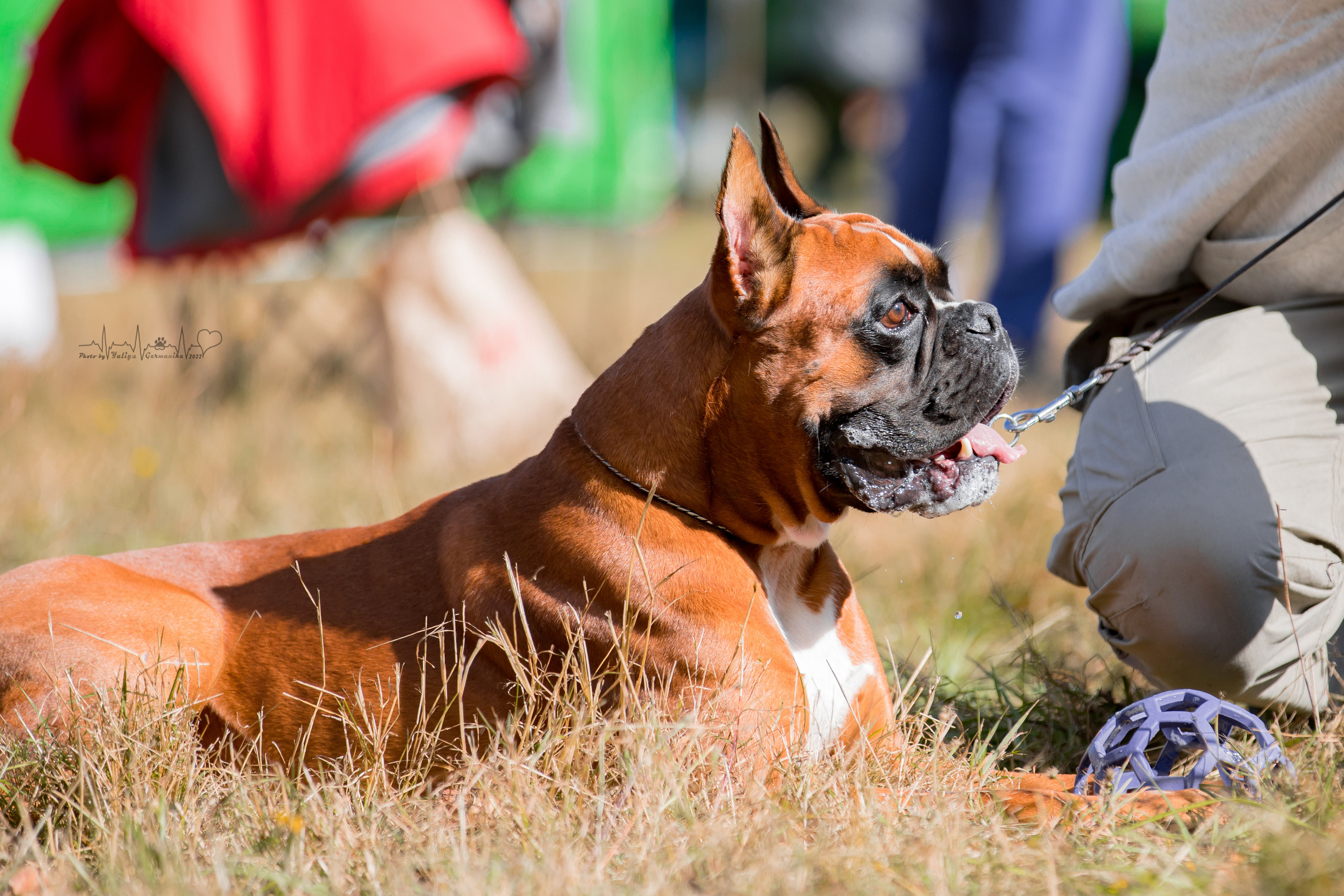 Пушкино ЧРКФ 17.09.2022. Фотограф-анималист Юлия Германика