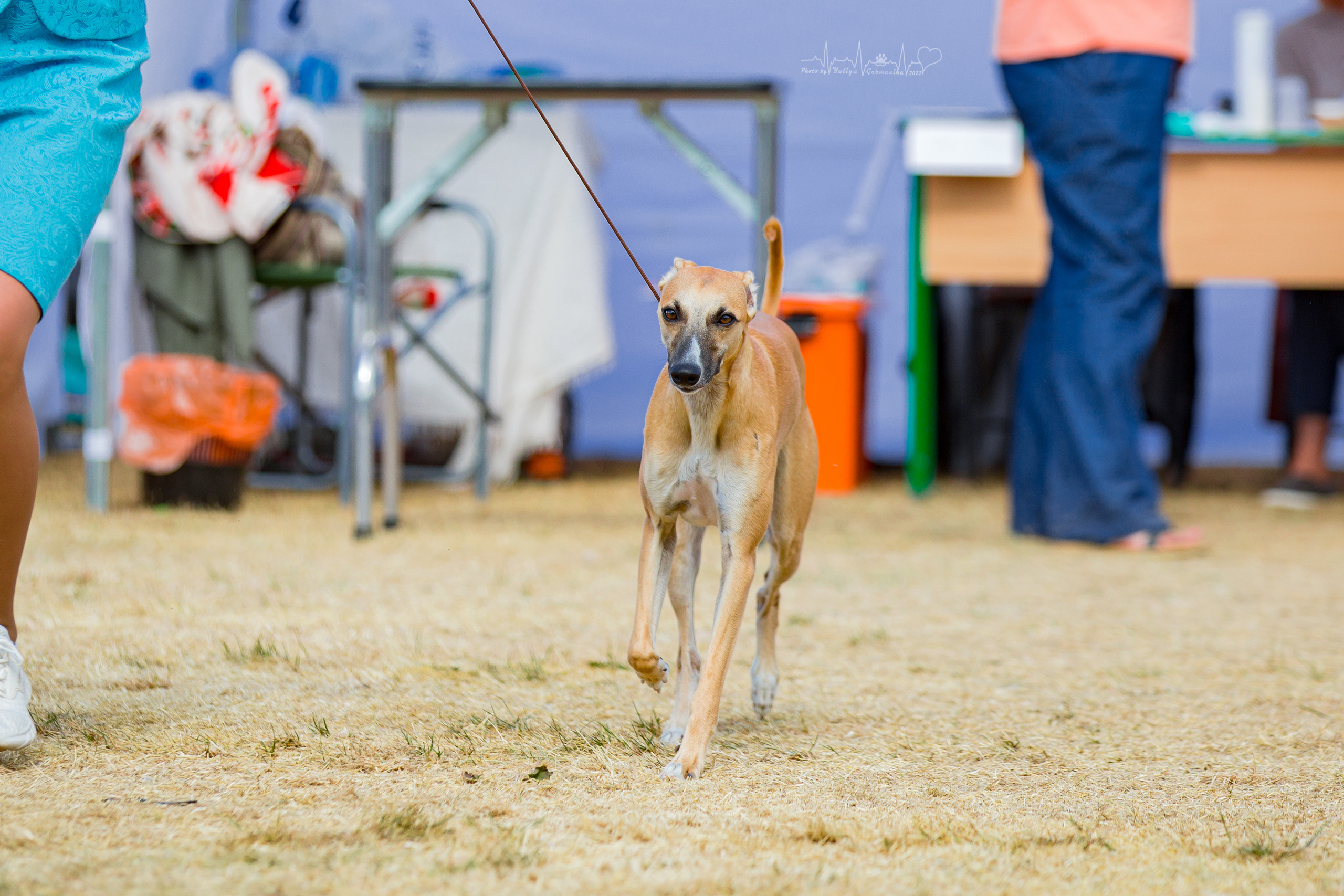 Минск 2хCACIB 3-4.09.2022. Фотограф-анималист Юлия Германика