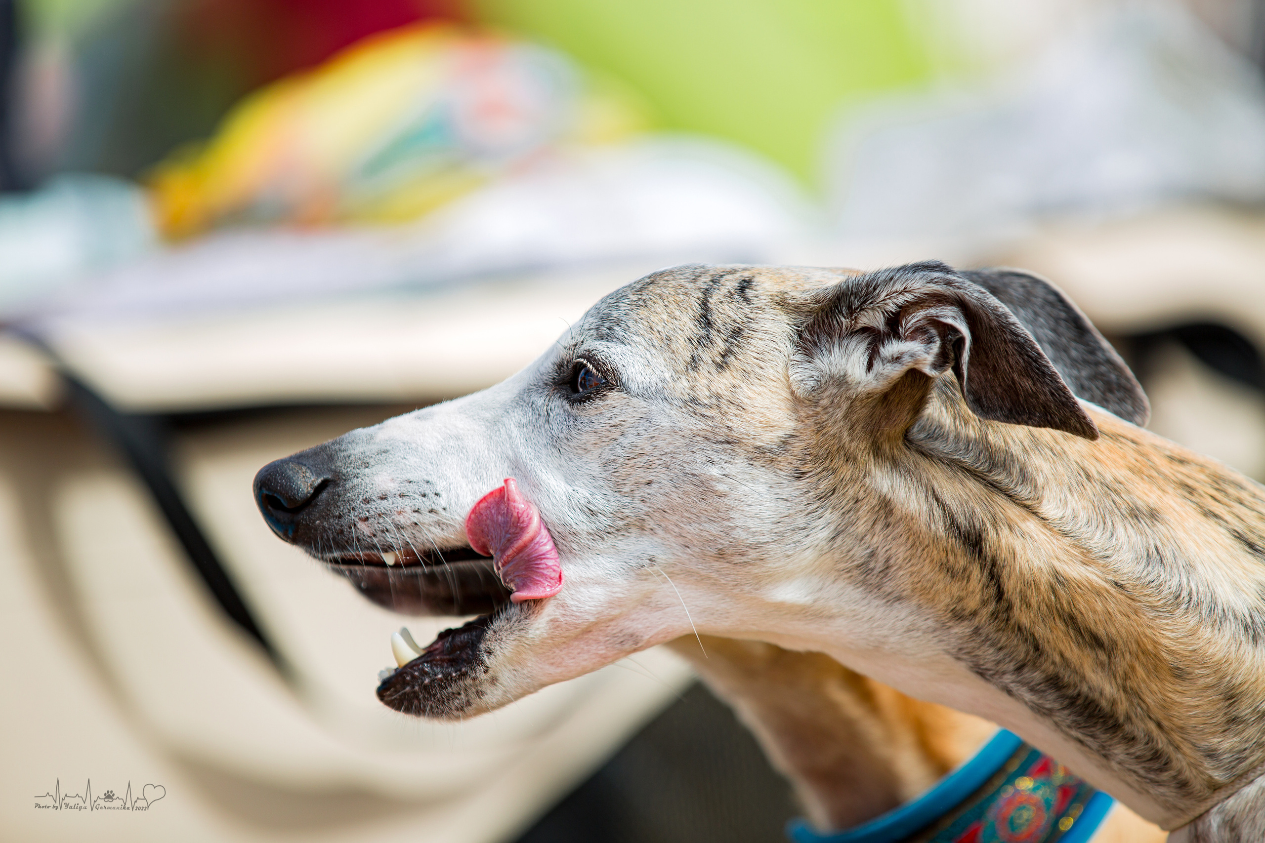 Минск 2хCACIB 3-4.09.2022. Фотограф-анималист Юлия Германика