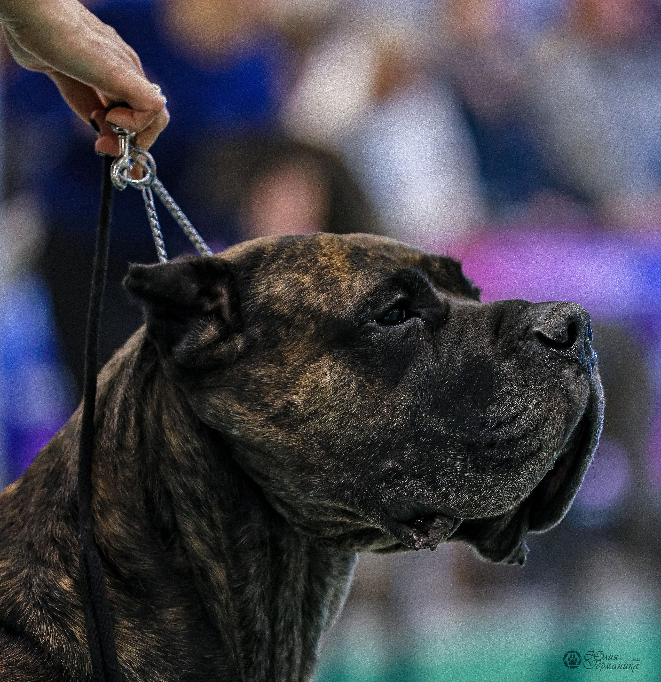Минск 19-20.11.2022. Фотограф-анималист Юлия Германика