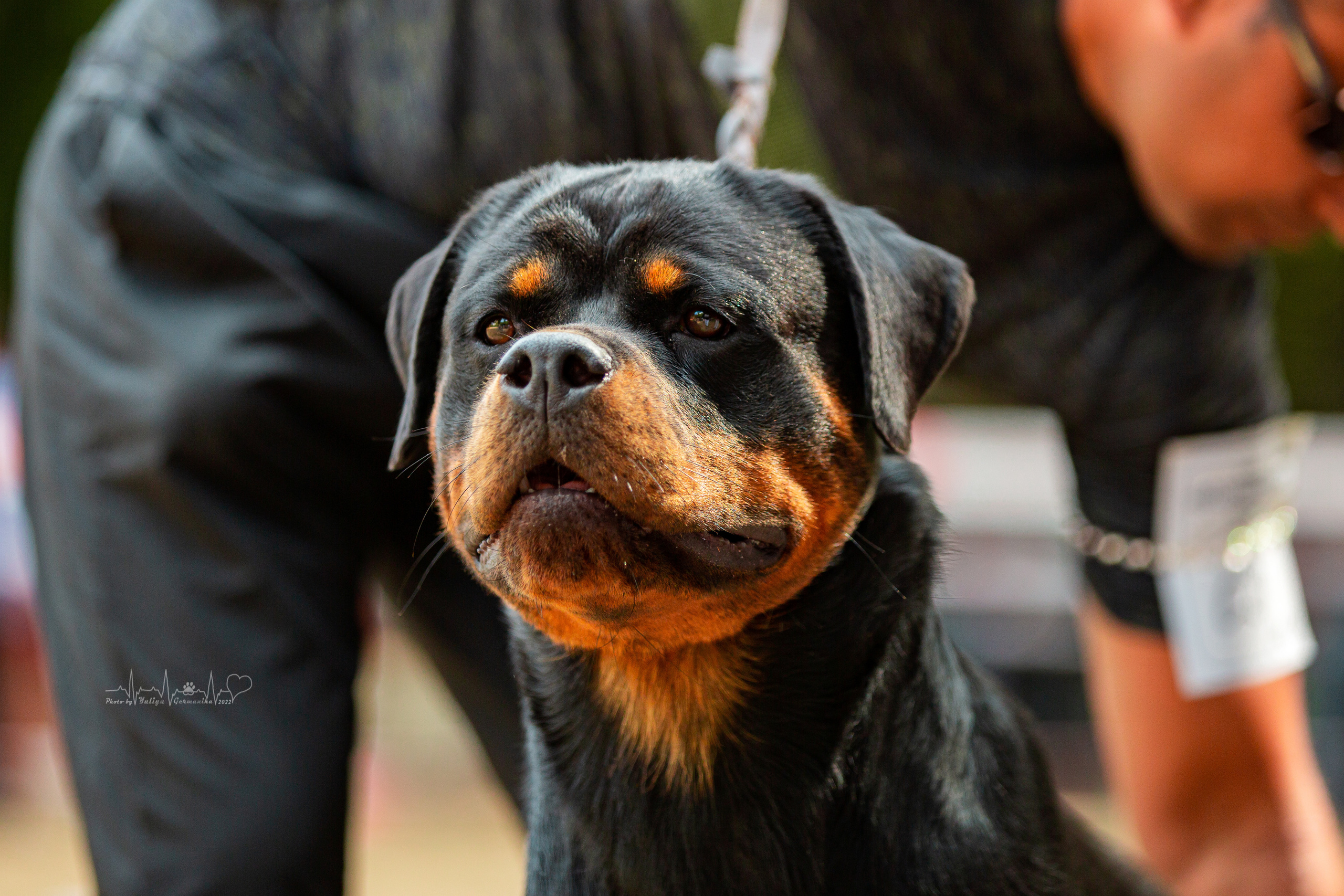 Ховрино фестиваль монопородок 14.08.2022. Фотограф-анималист Юлия Германика