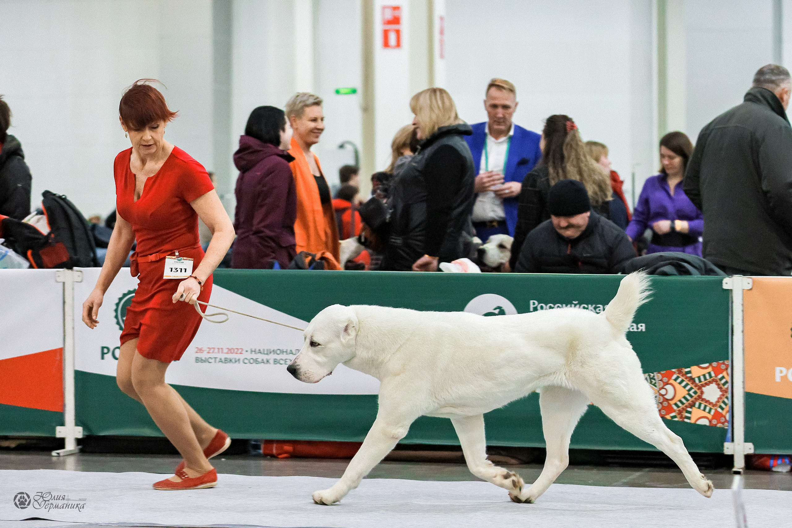 Россия 2020-2022 26-27.11.2022. Фотограф-анималист Юлия Германика
