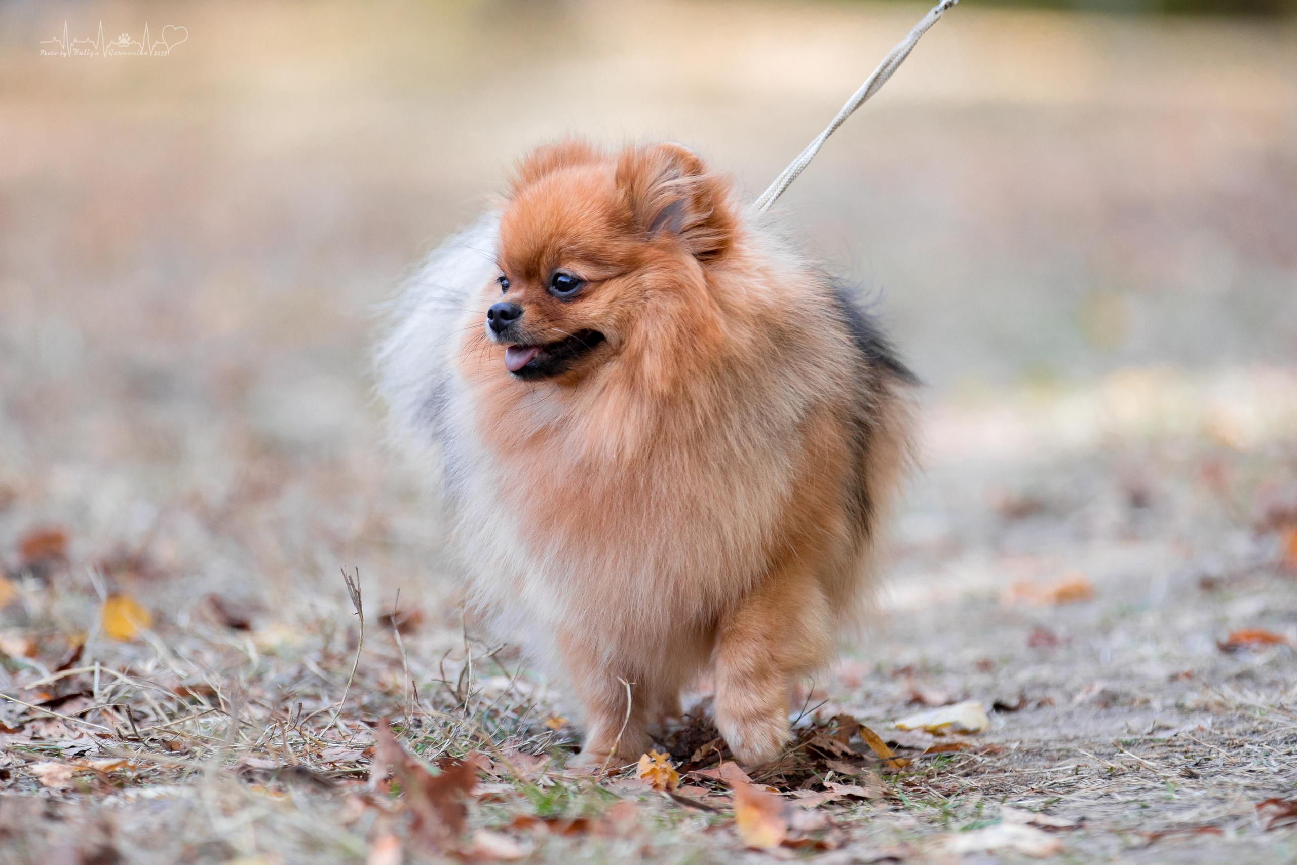 Пушкино ЧРКФ 17.09.2022. Фотограф-анималист Юлия Германика