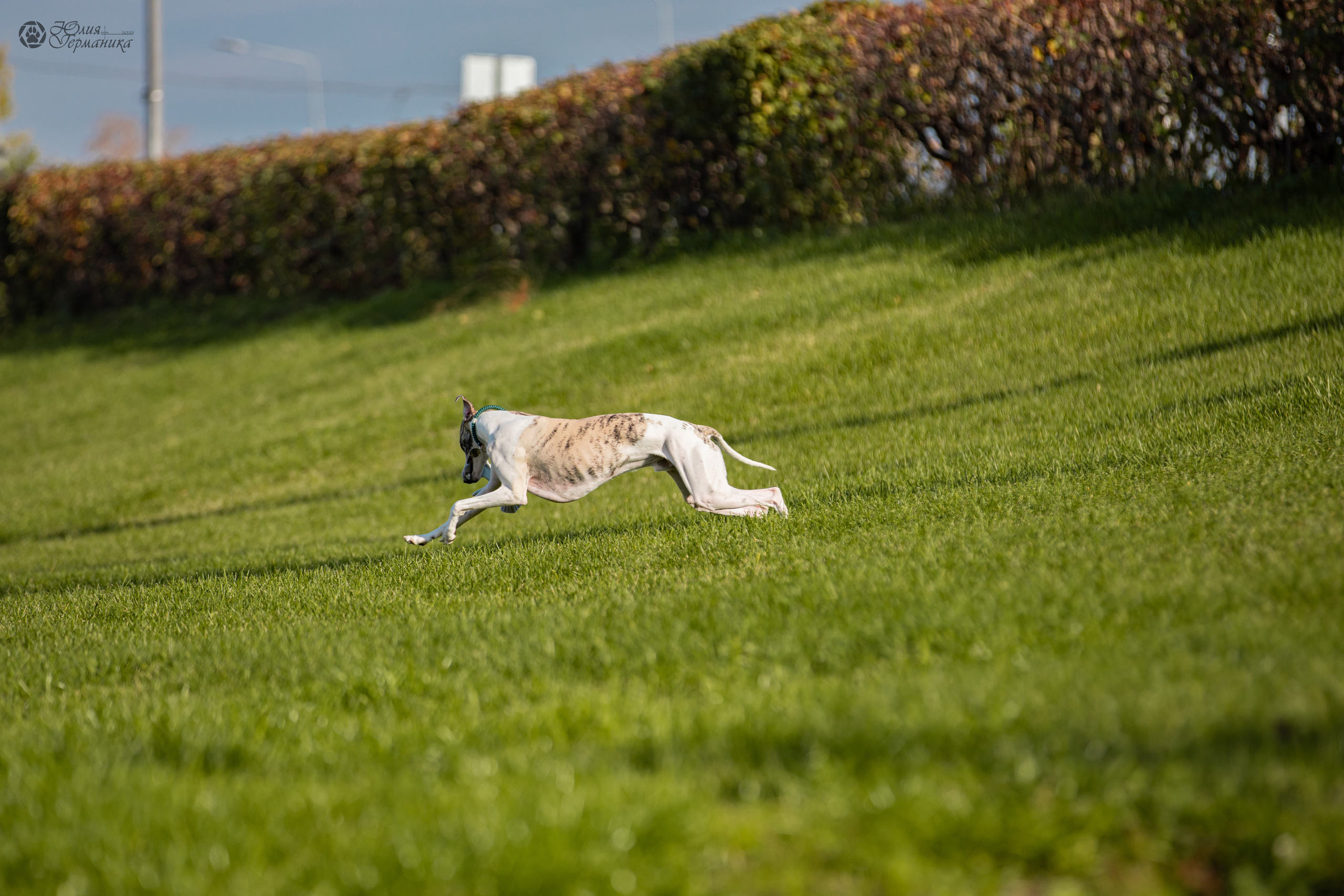 Нижний Новгород 15-16.10.2022. Фотограф-анималист Юлия Германика