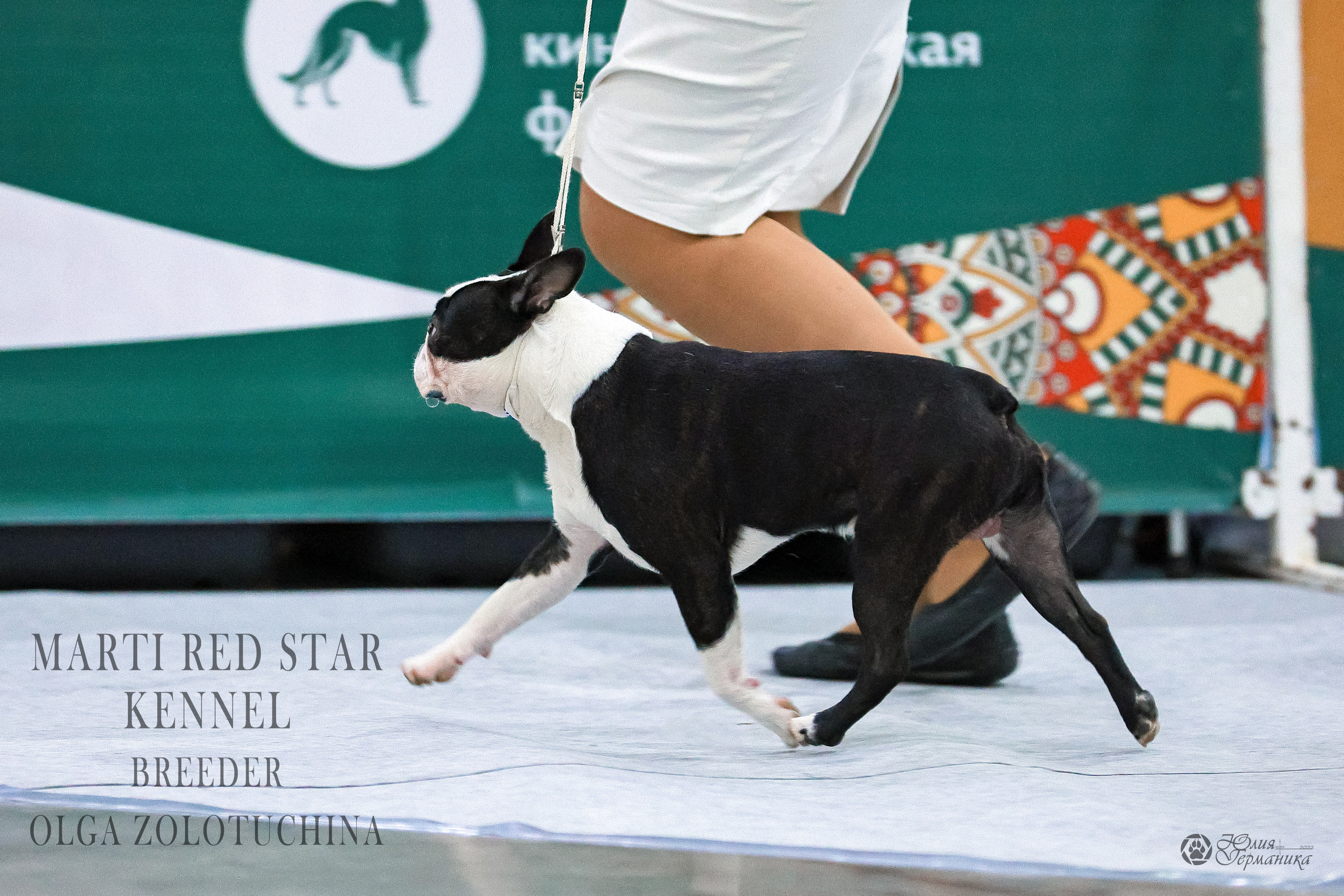 Россия 2020-2022 26-27.11.2022. Фотограф-анималист Юлия Германика