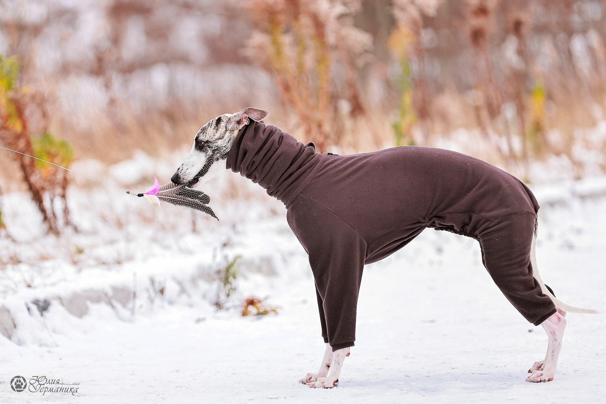 Минск 19-20.11.2022. Фотограф-анималист Юлия Германика