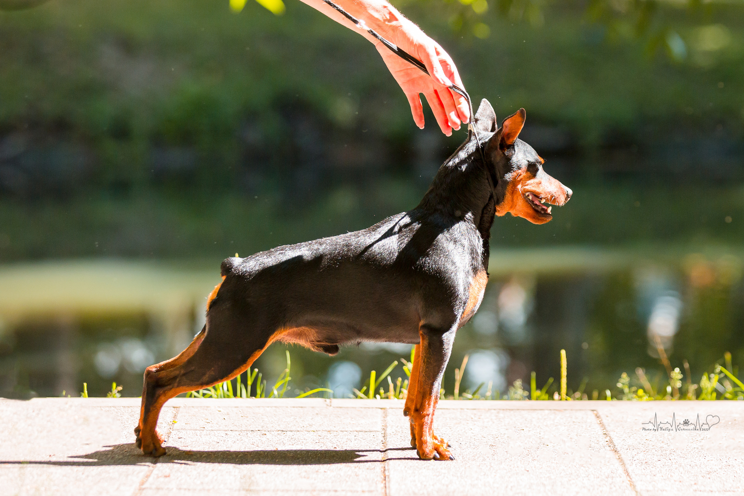Ховрино 31.07,Чайна-Таун 6.08,Тверь 7.08. Фотограф-анималист Юлия Германика