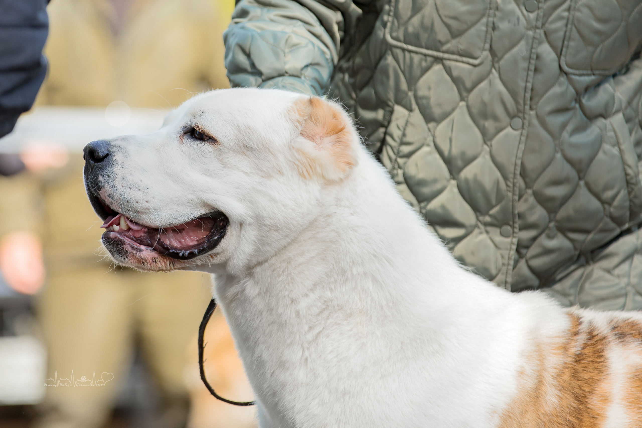 Тверь ЧРКФ 18.09.2022. Фотограф-анималист Юлия Германика