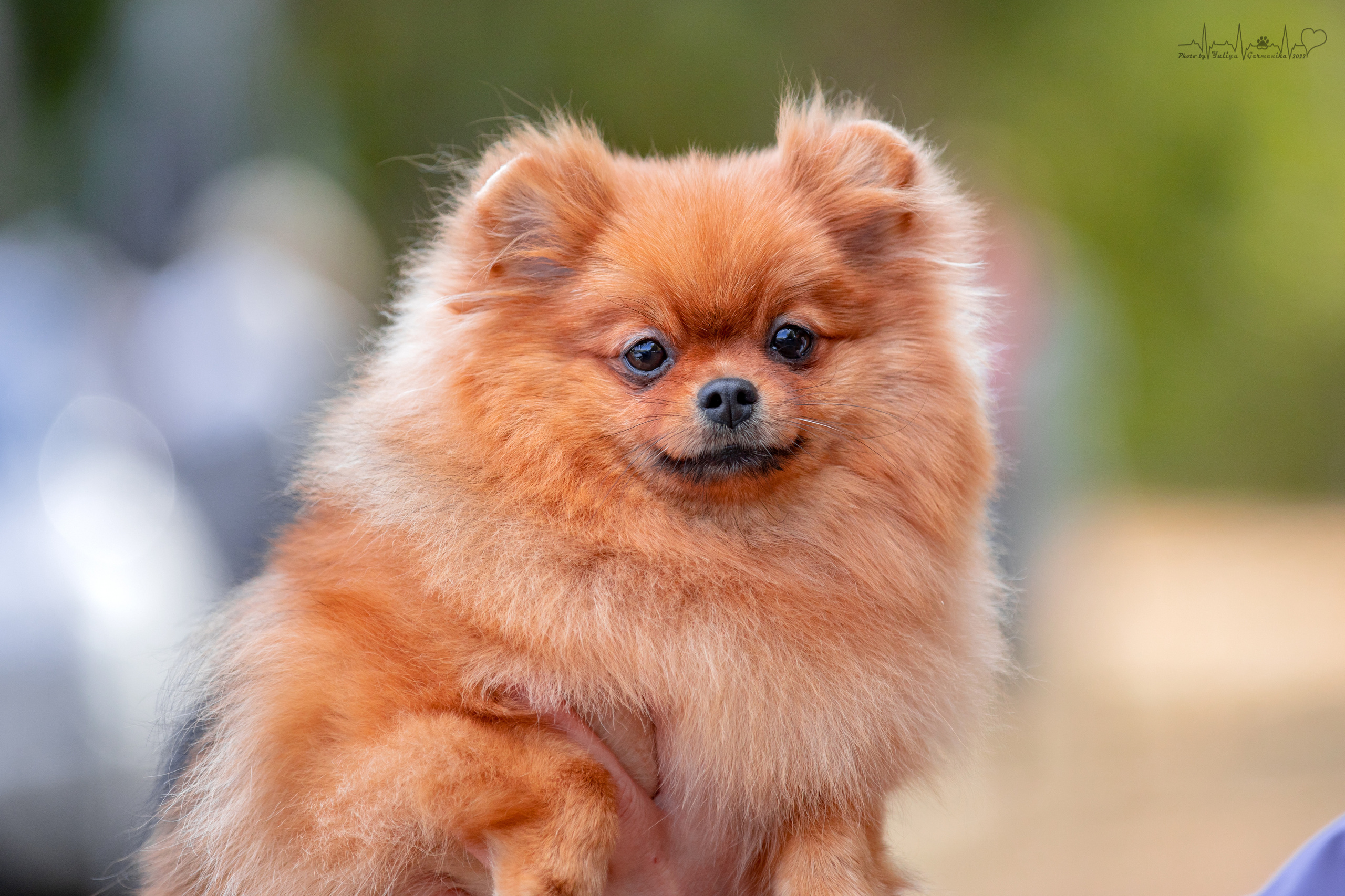 Пушкино ЧРКФ 17.09.2022. Фотограф-анималист Юлия Германика