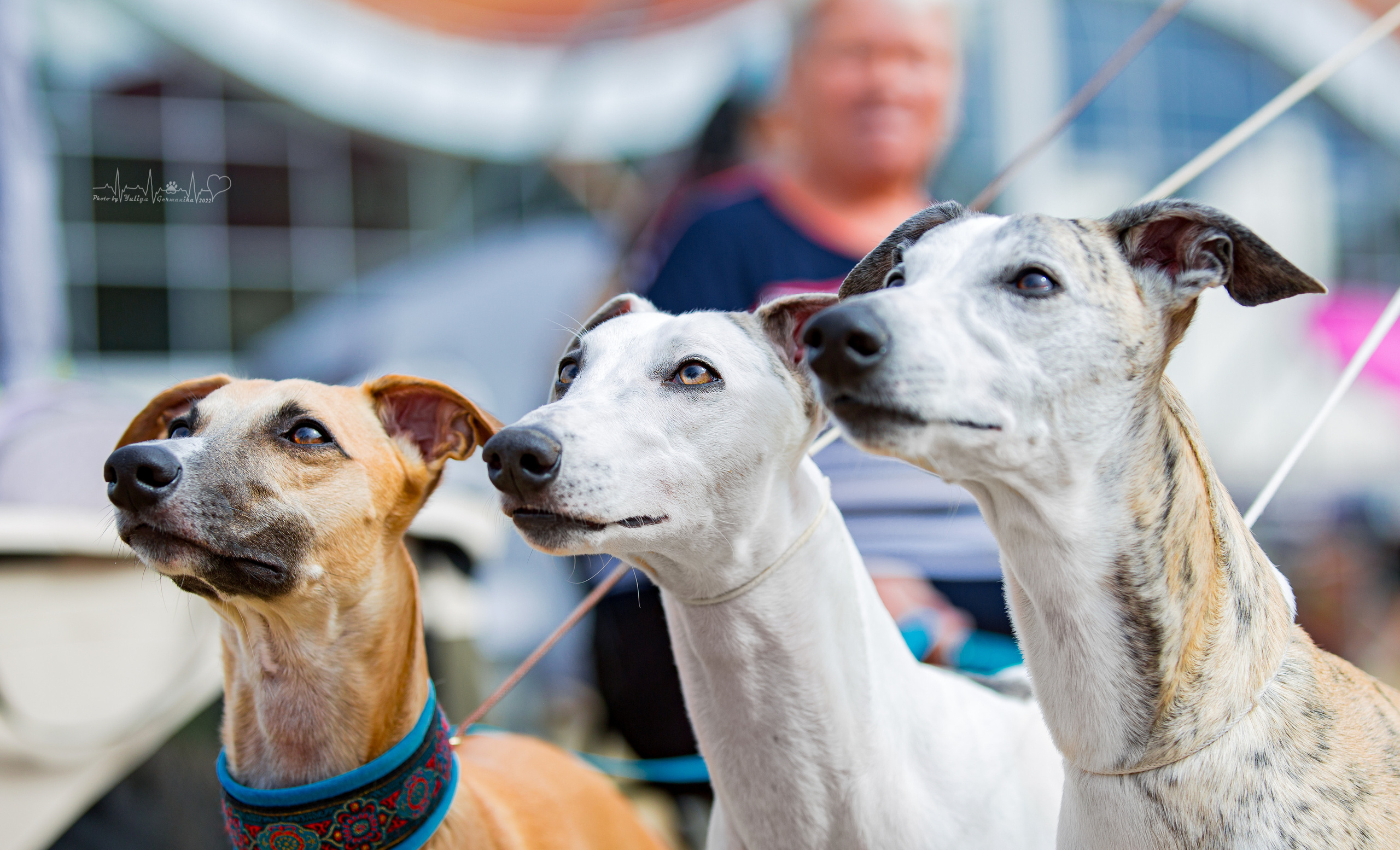 Минск 2хCACIB 3-4.09.2022. Фотограф-анималист Юлия Германика