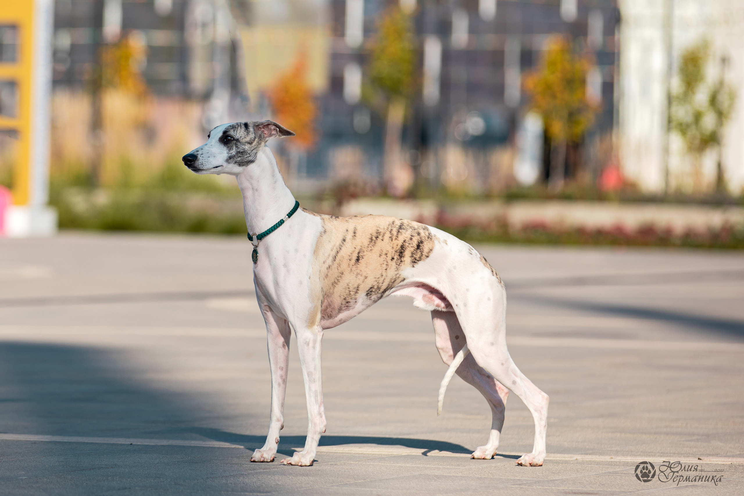 Нижний Новгород 15-16.10.2022. Фотограф-анималист Юлия Германика