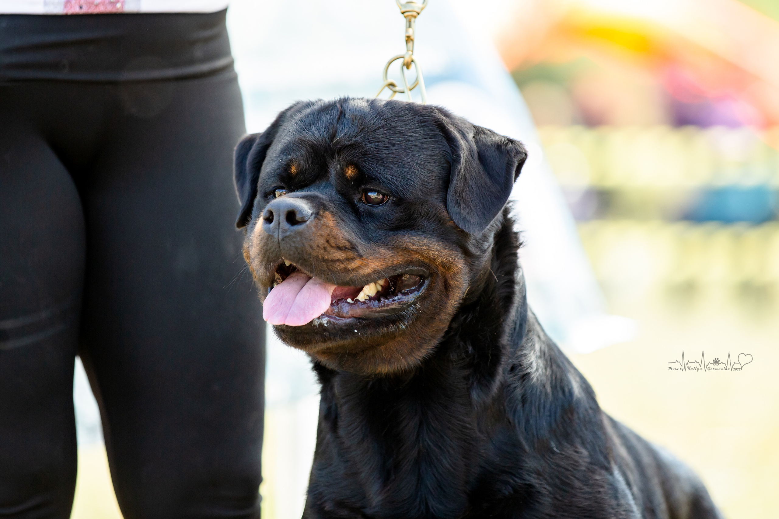 Рязань моно ротвейлеров 13.08.2022. Фотограф-анималист Юлия Германика