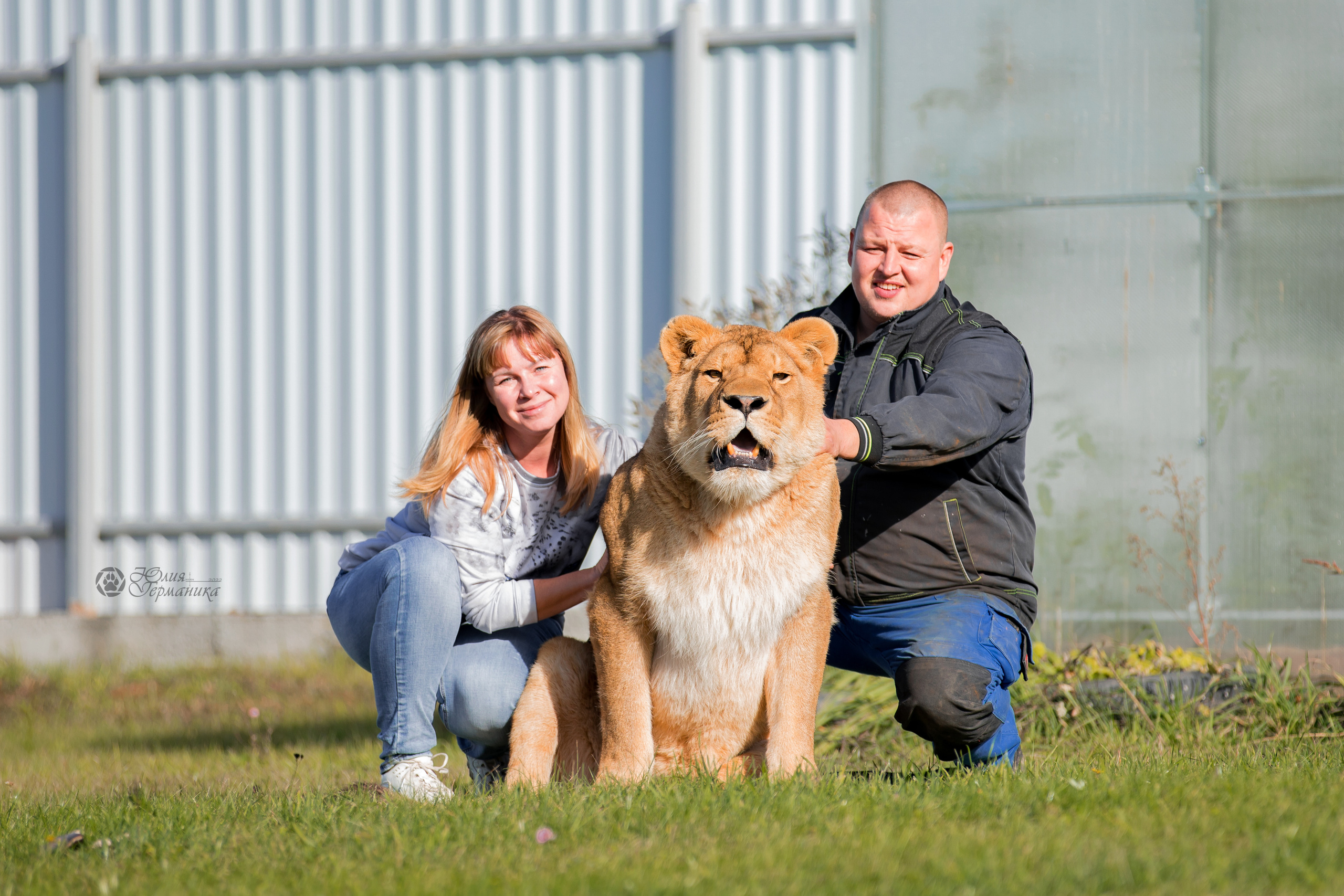 Герда(львица). Фотограф-анималист Юлия Германика